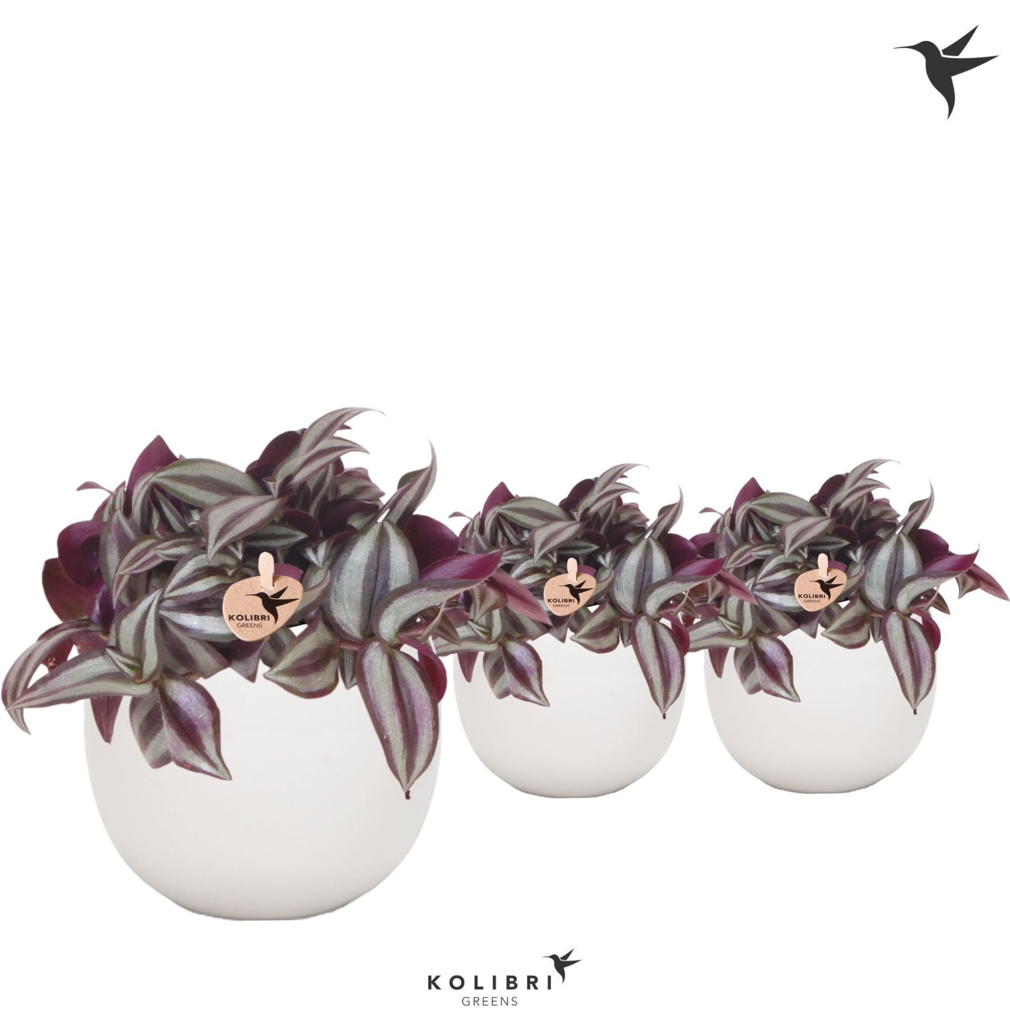 Kolibri Greens Tradescantia Zebrina in Bowl pot, D 9 cm