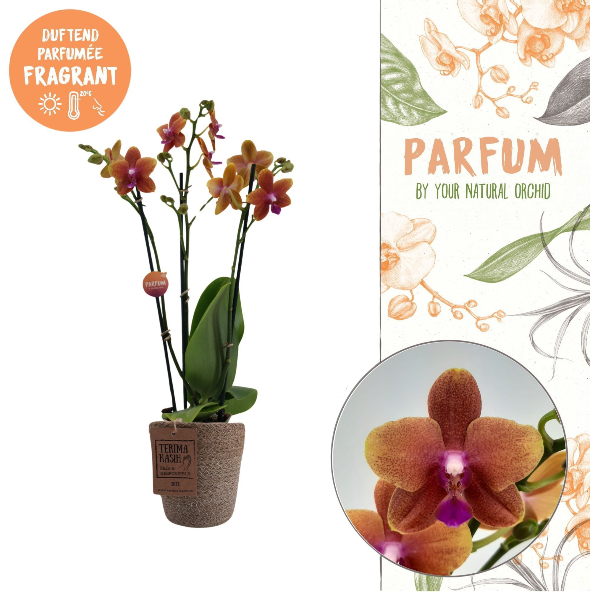 Parfum | Bolgheri in Terima Kasih | Phalaenopsis 3 spike, D 12 cm