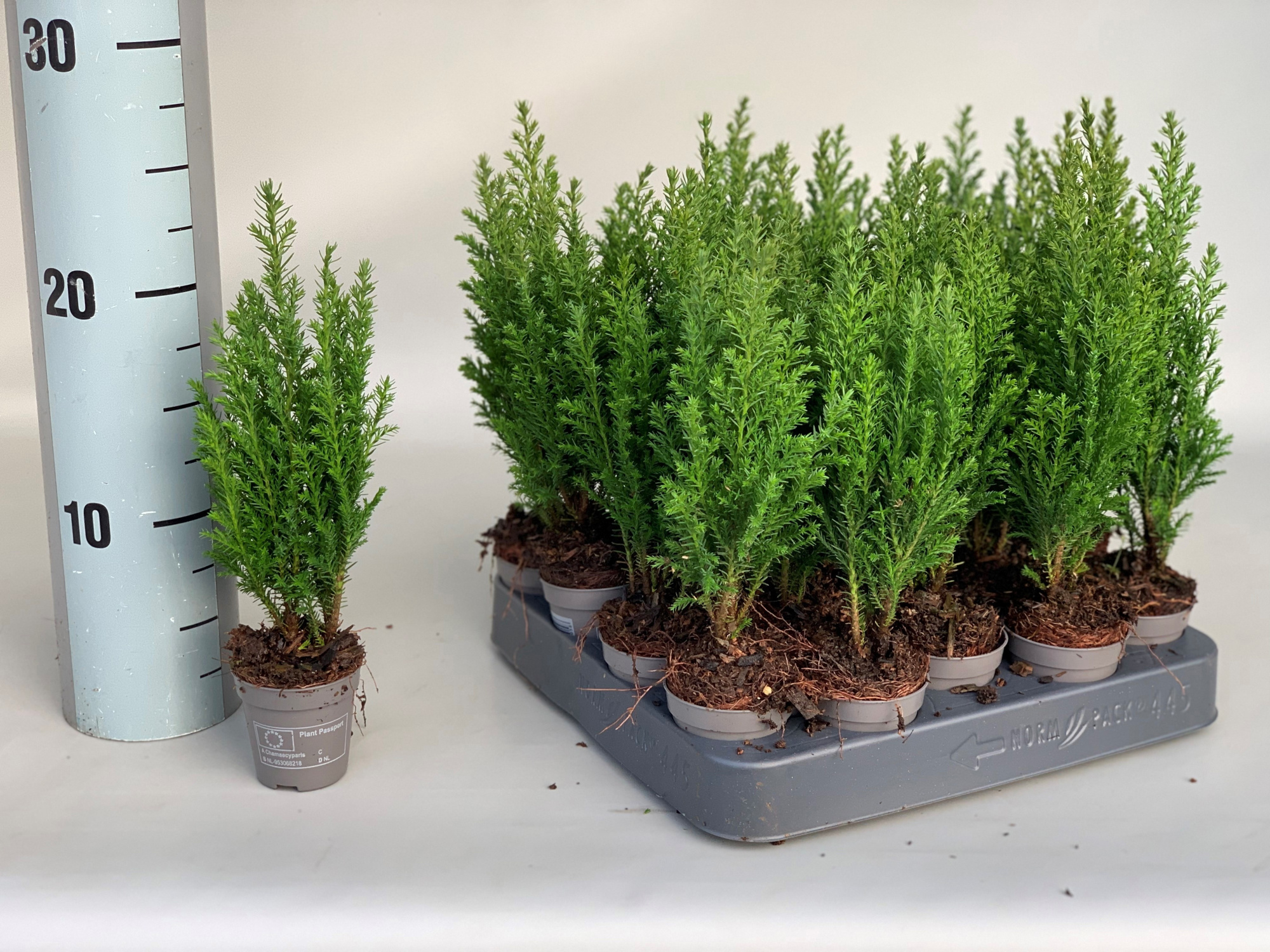 Chamaecyparis Lawsoniana Ellwoodii P5,5, D 5,5 cm