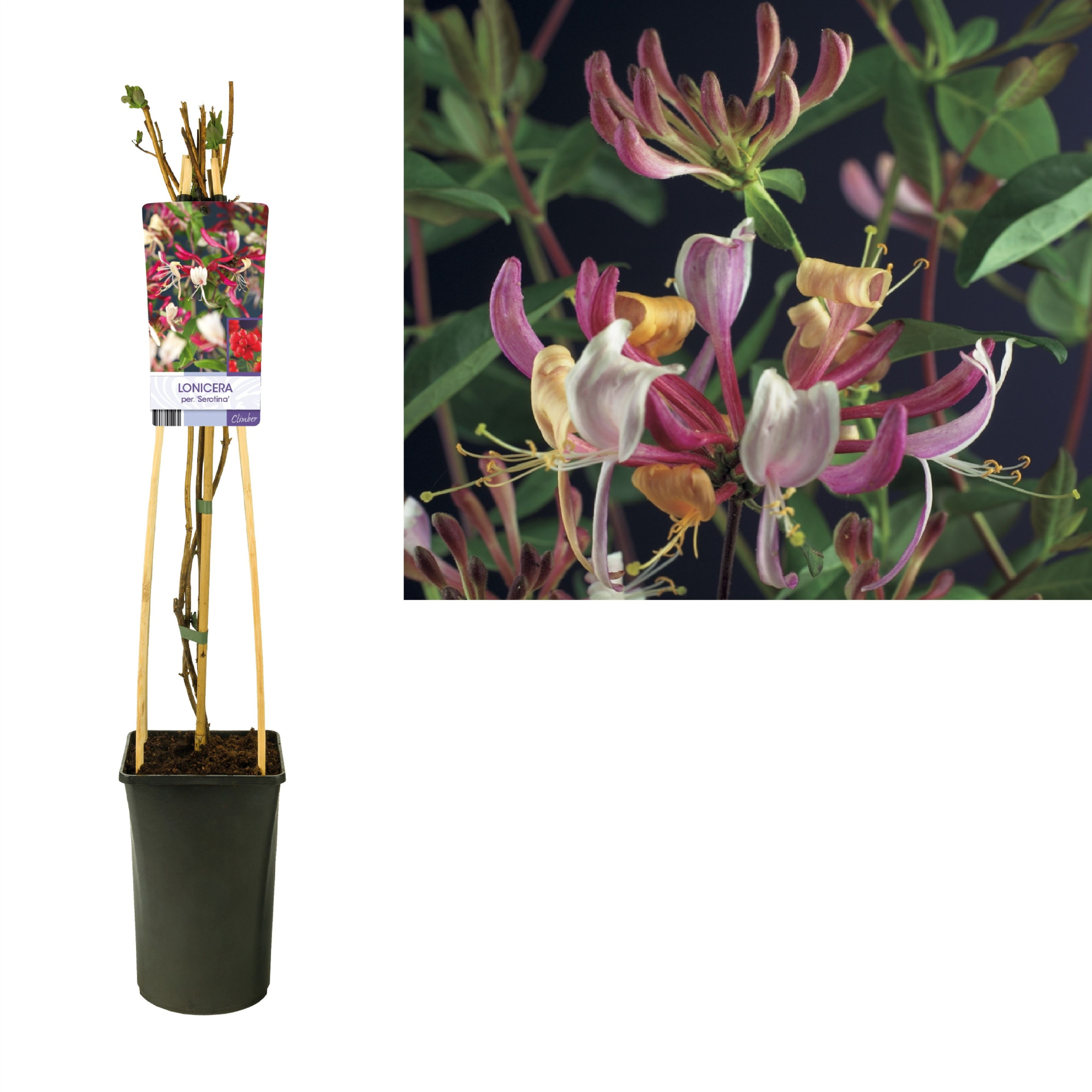 Lonicera per. 'Serotina' +light label, D 17 cm