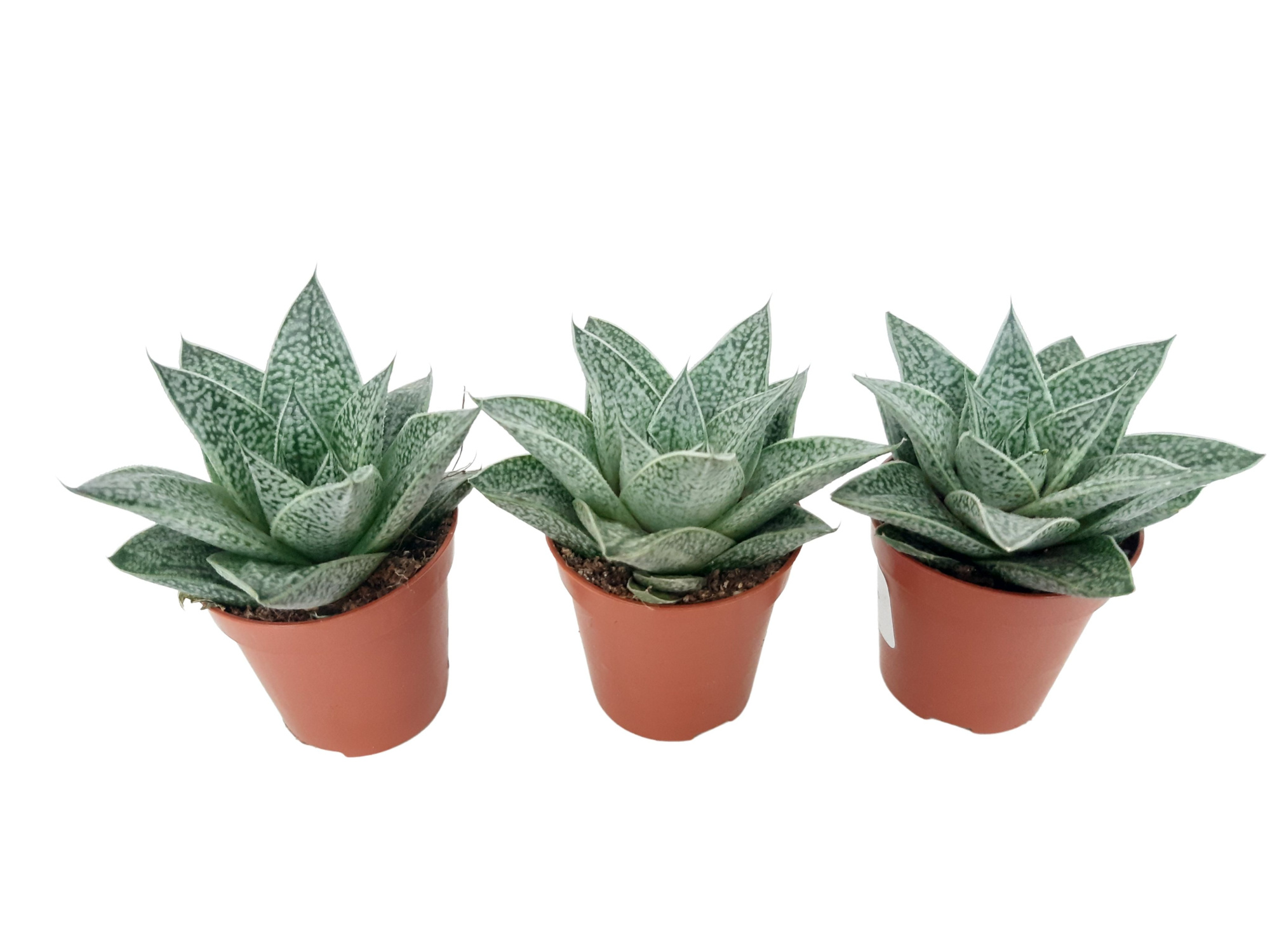 SNNEL Mini Gasteria Nella 5,5 cm, D 5,5 cm