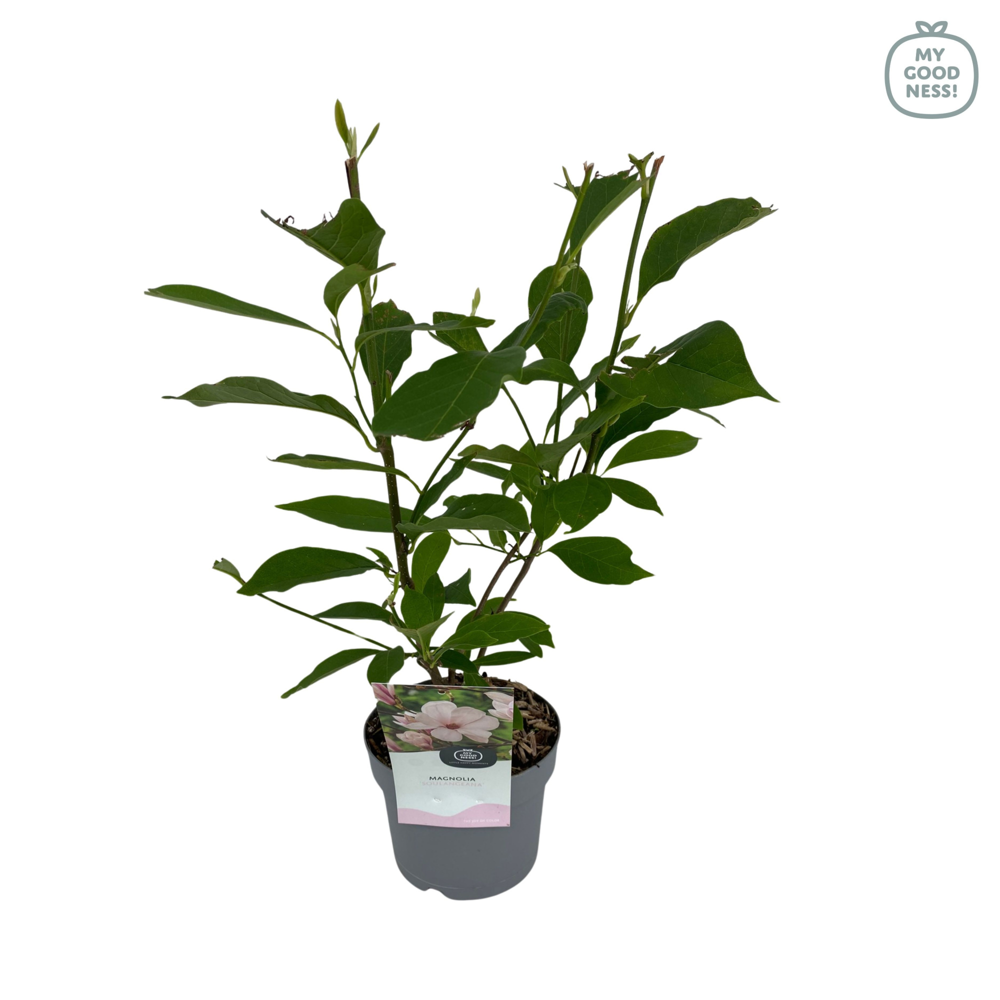 Magnolia p17 'Soulangeana', D 17