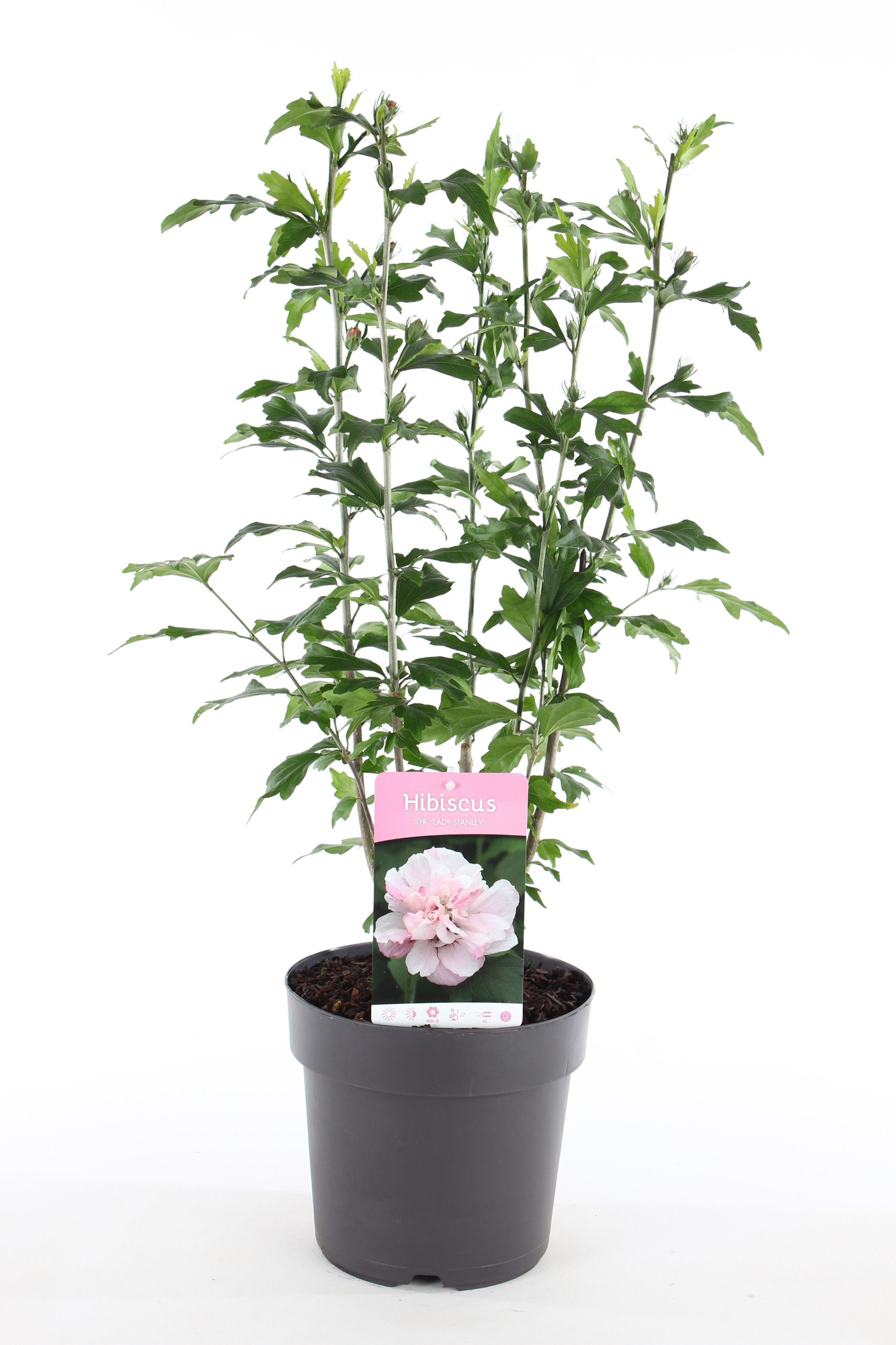 Hibiscus syr. 'Lady Stanley' P21/C4.6, D 21 cm