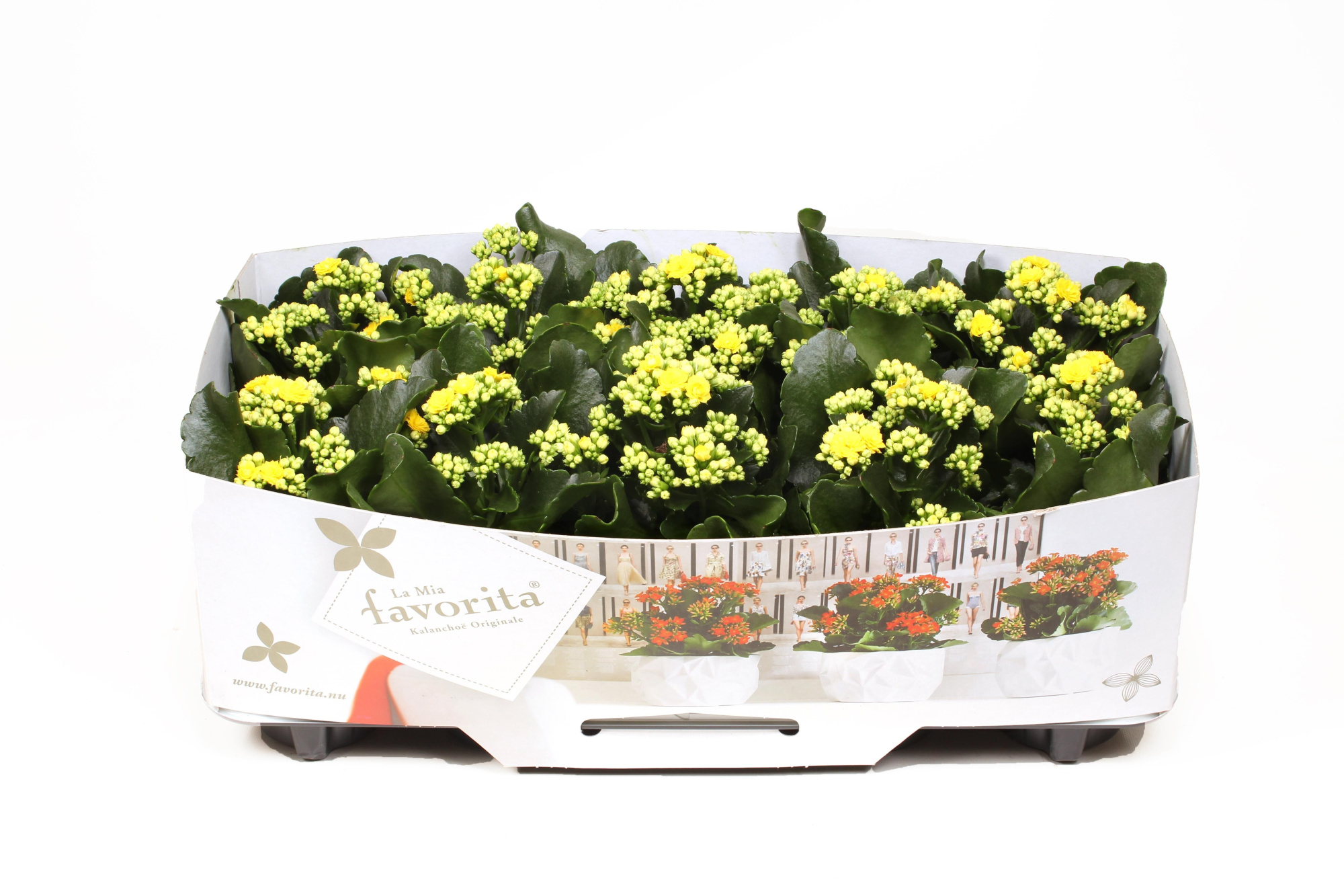 Kalanchoe Double Deluxe Yellow No Sleeve, D 10,5 cm