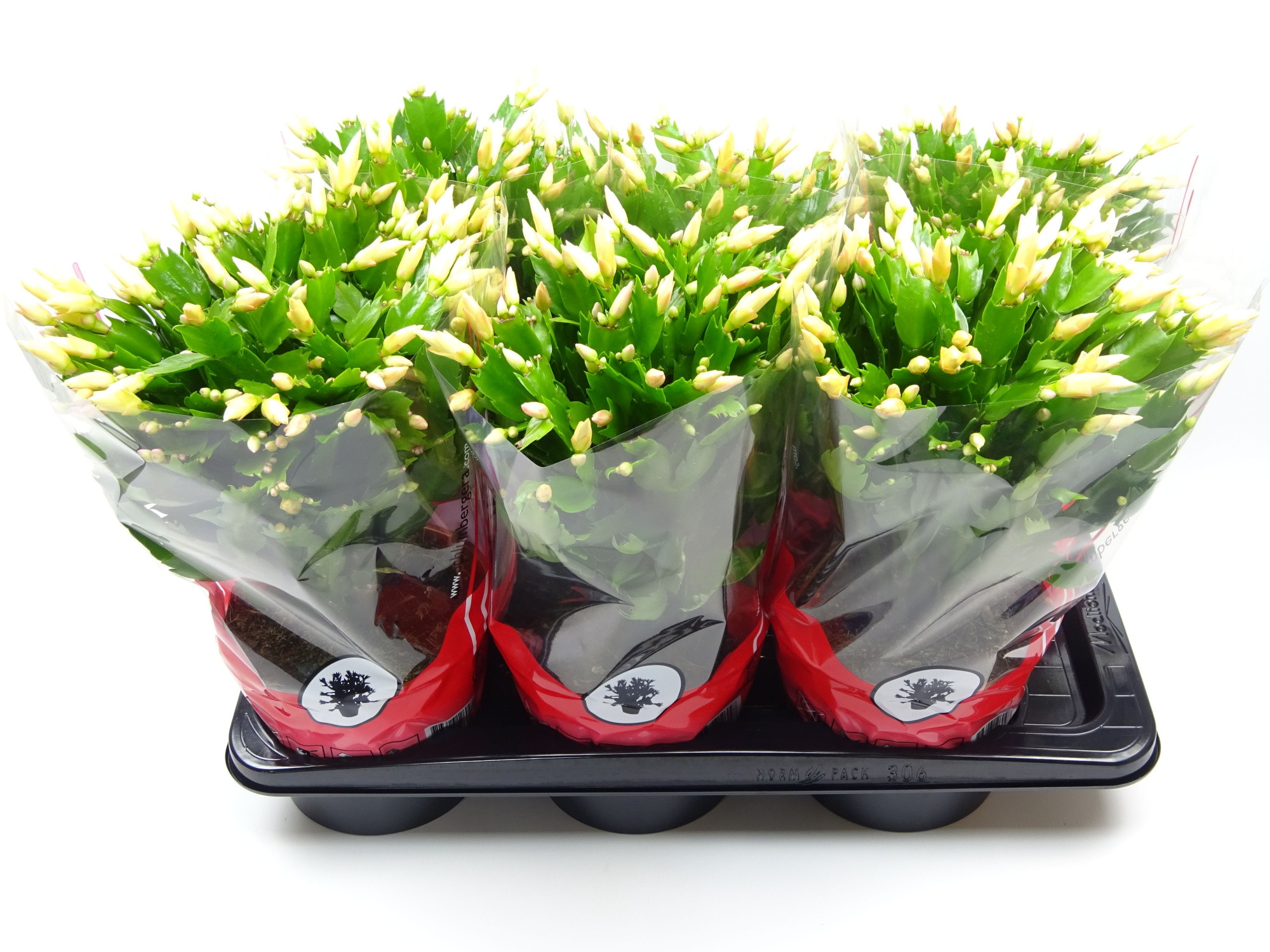 Schlumbergera 17 cm geel, D 17 cm