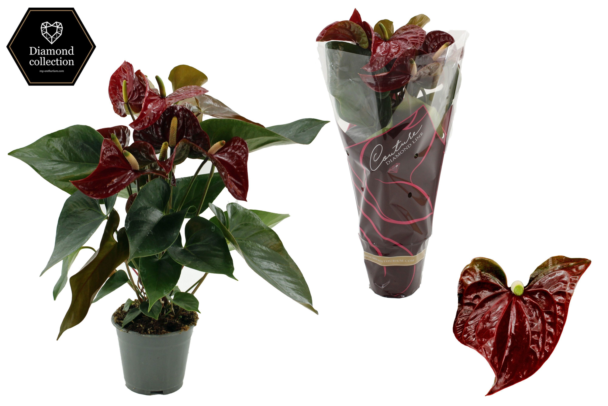 Anthurium 17 cm Tranquillo in Diamond Line Purple sleeve, D 17