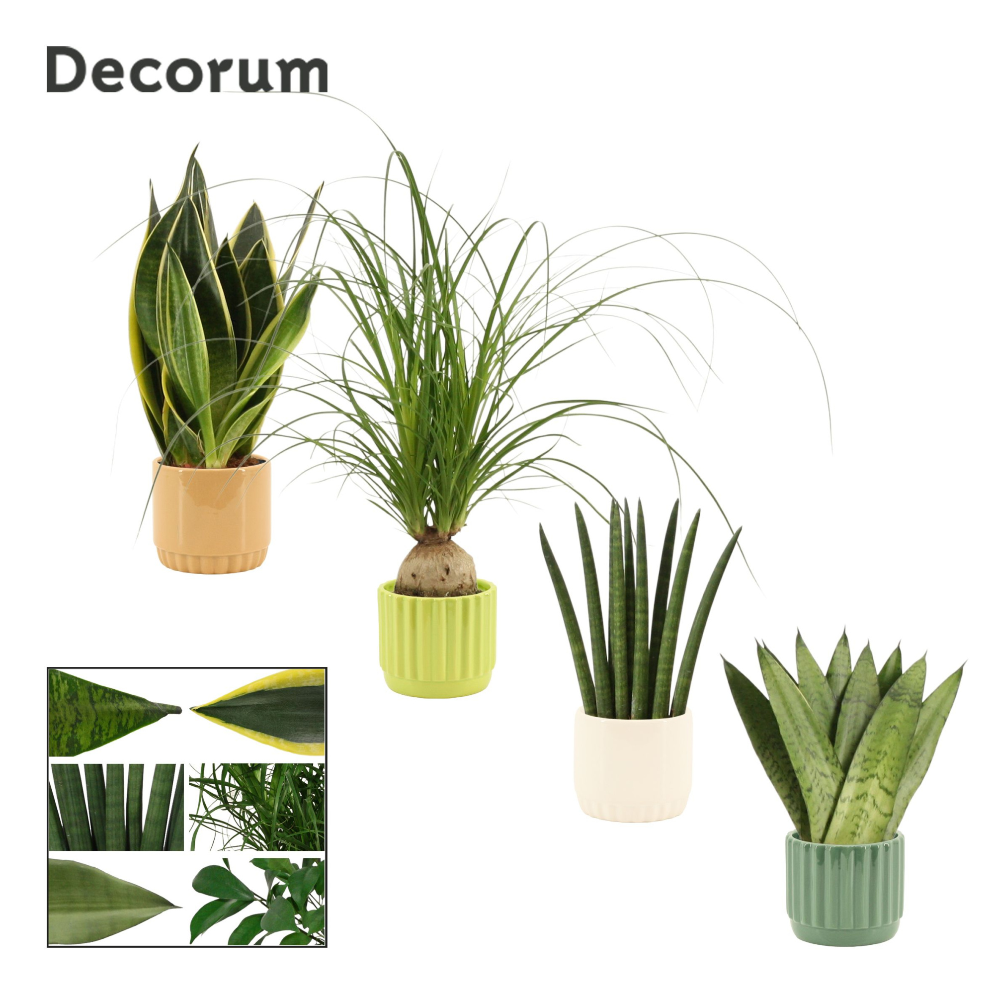 Groenmix 9 cm in Liam (Natural bubble-collection), D 9