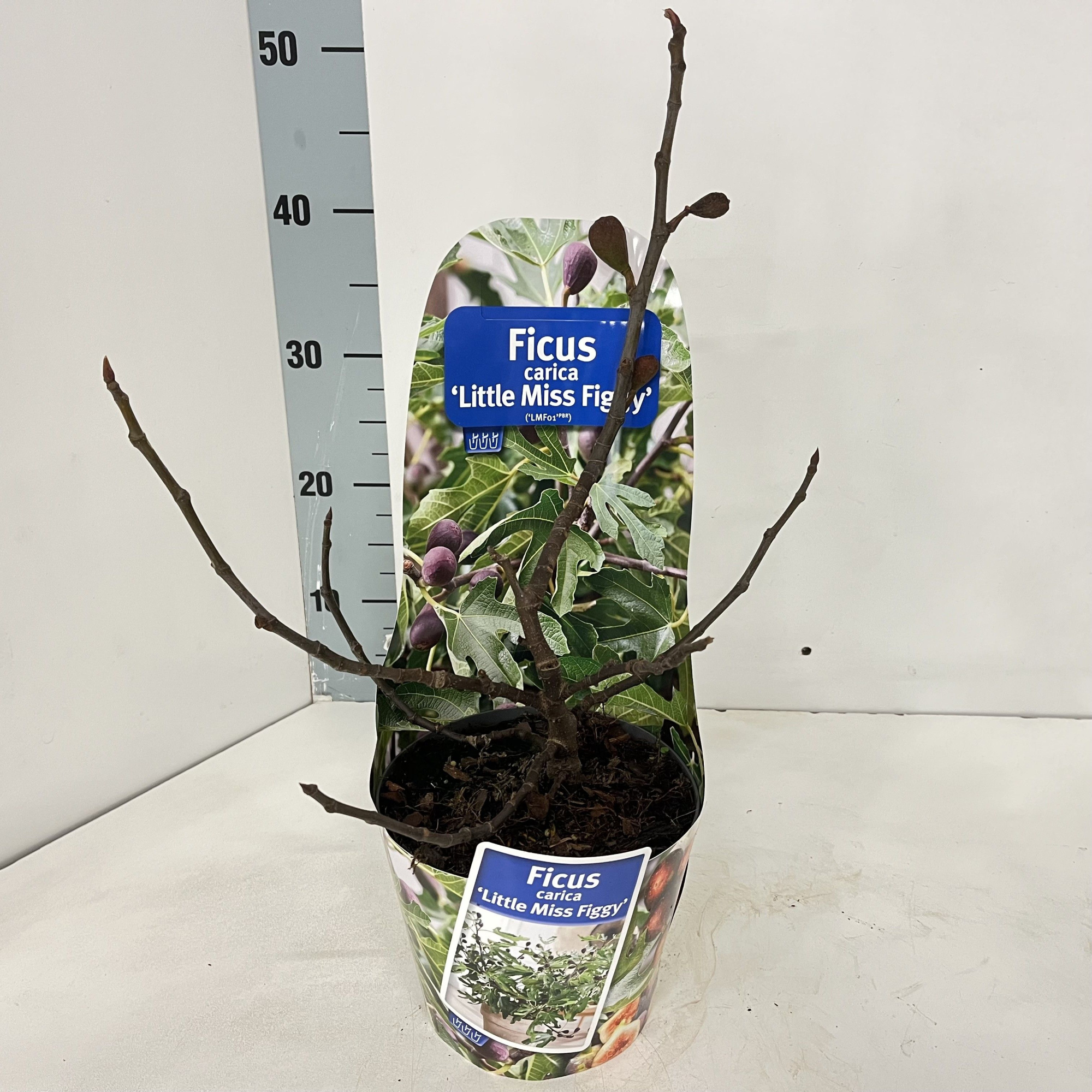 Ficus carica Little Miss Figgy ('LMF01'PBR) (in potcover), D 17