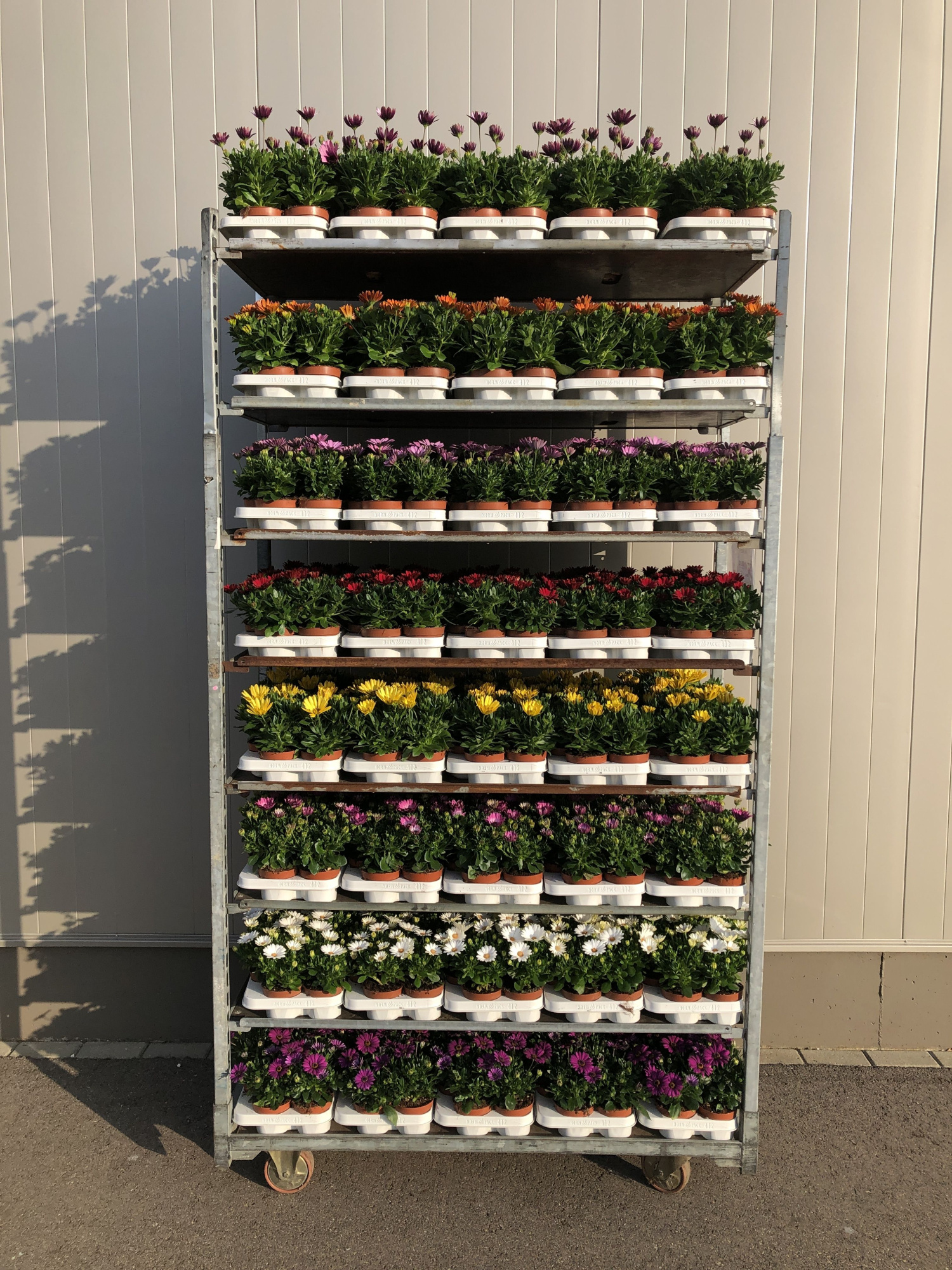 Osteospermum Mix Trolley, D 10,5