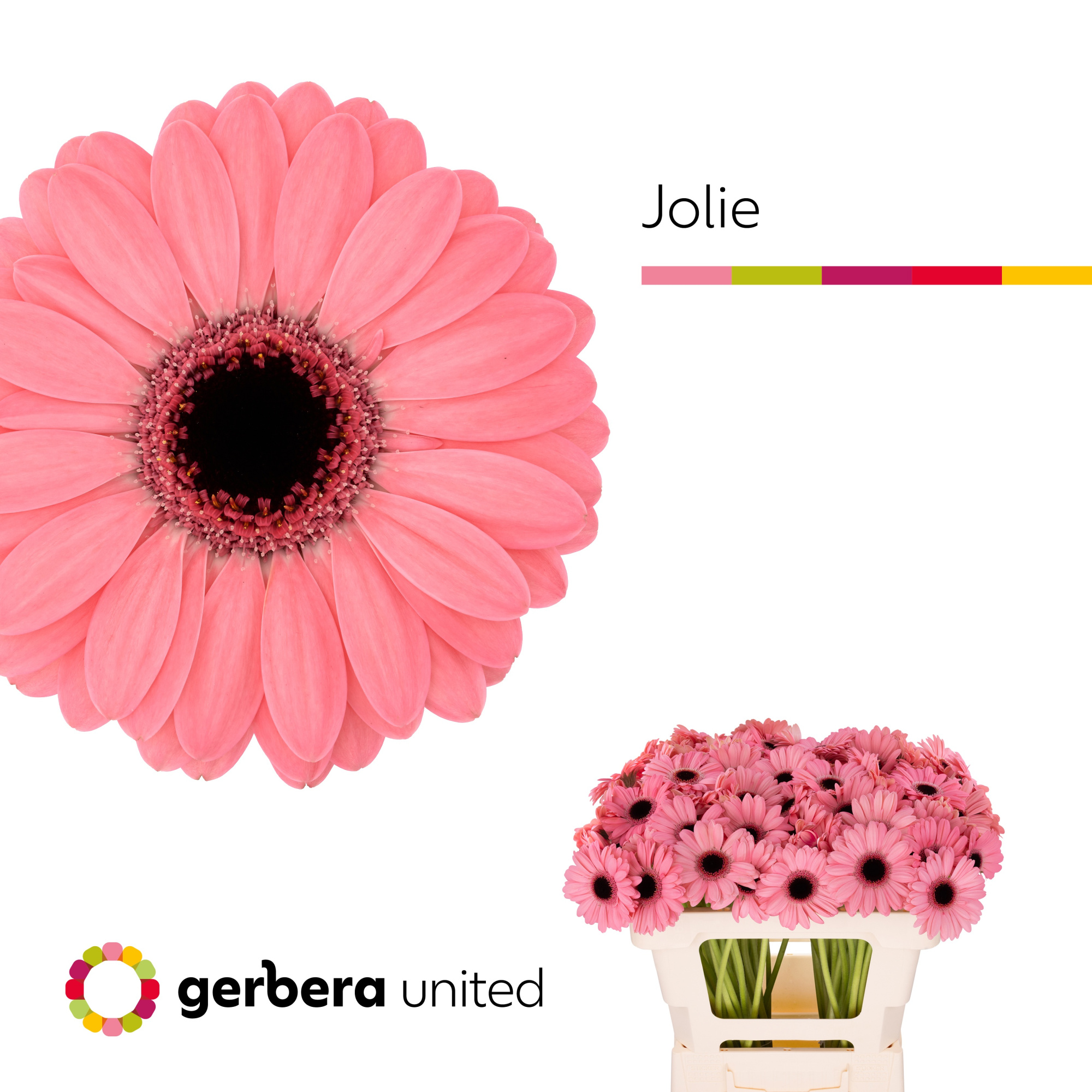 Гермини Джоли (роз.), шт.