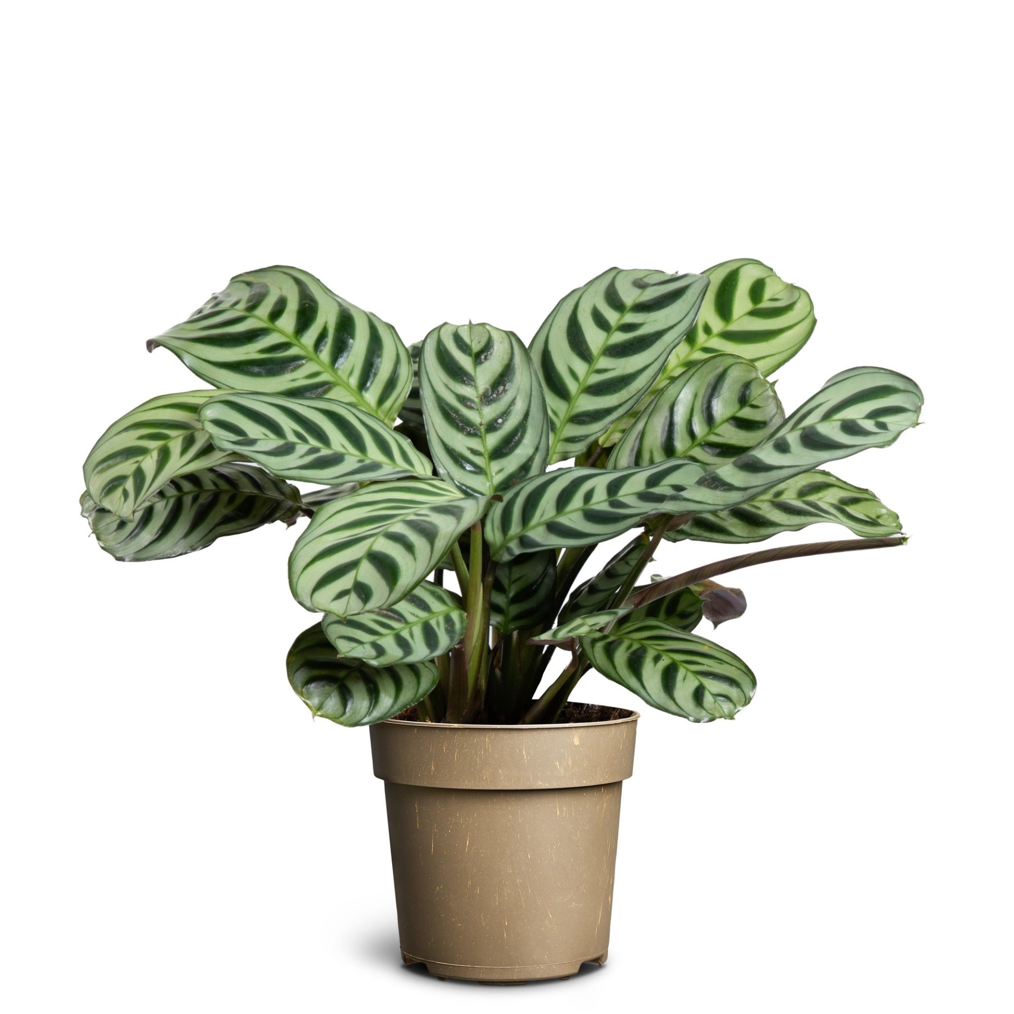 Ctenanthe Burle-Marxii, D 11 cm