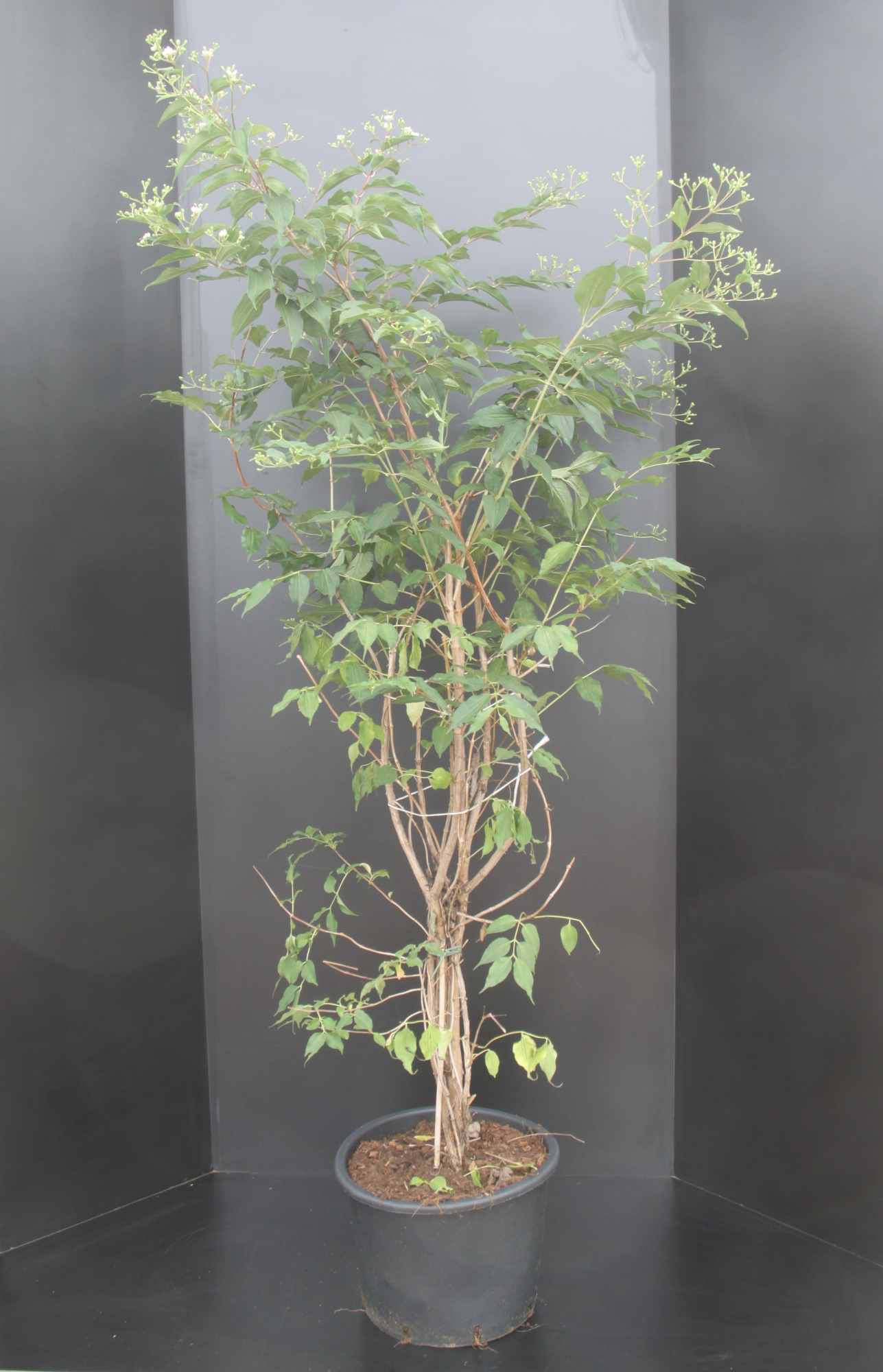 Heptacodium miconioides, D 34 cm