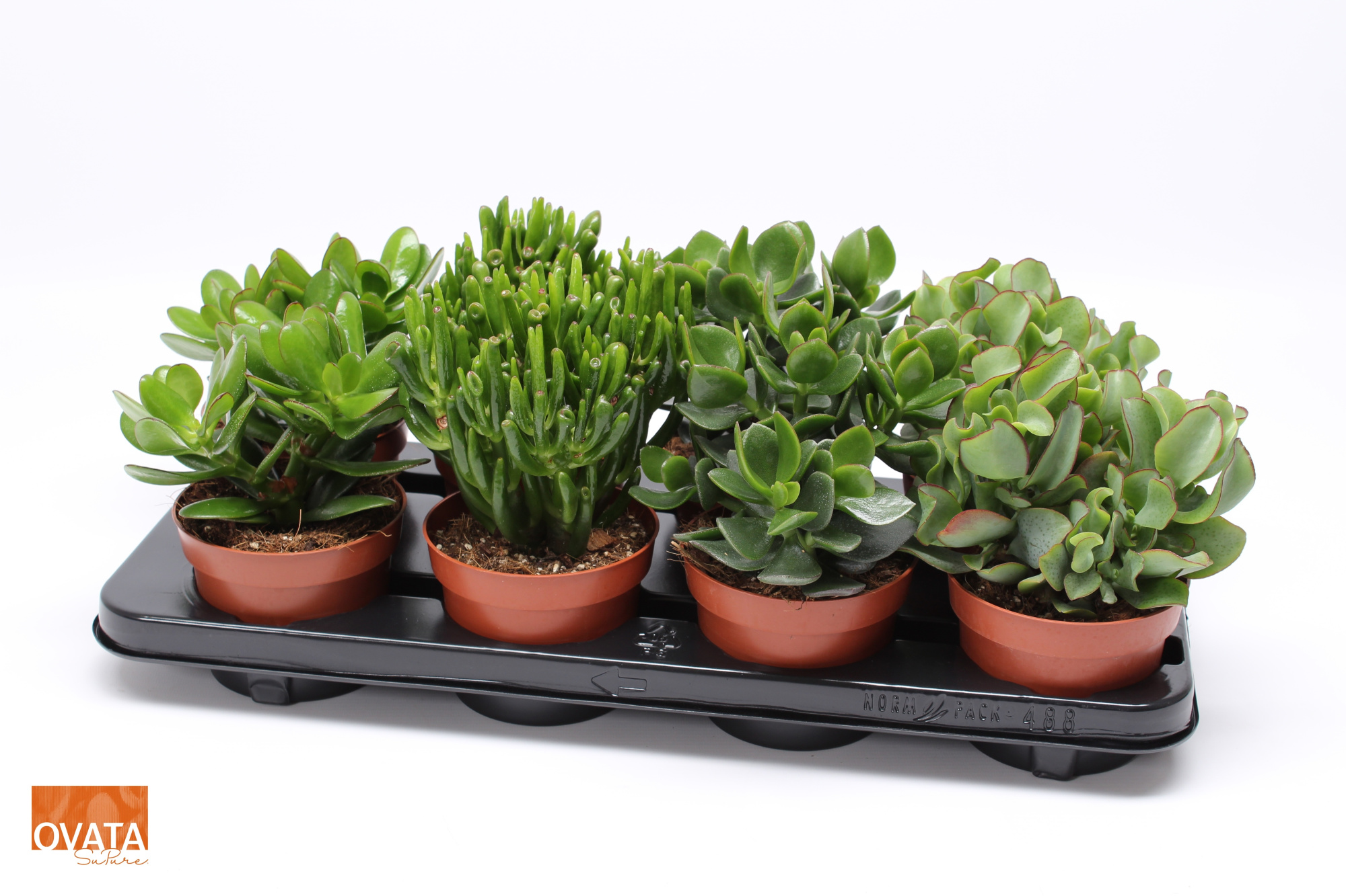 Crassula mix 12 WOODS, D 12 cm