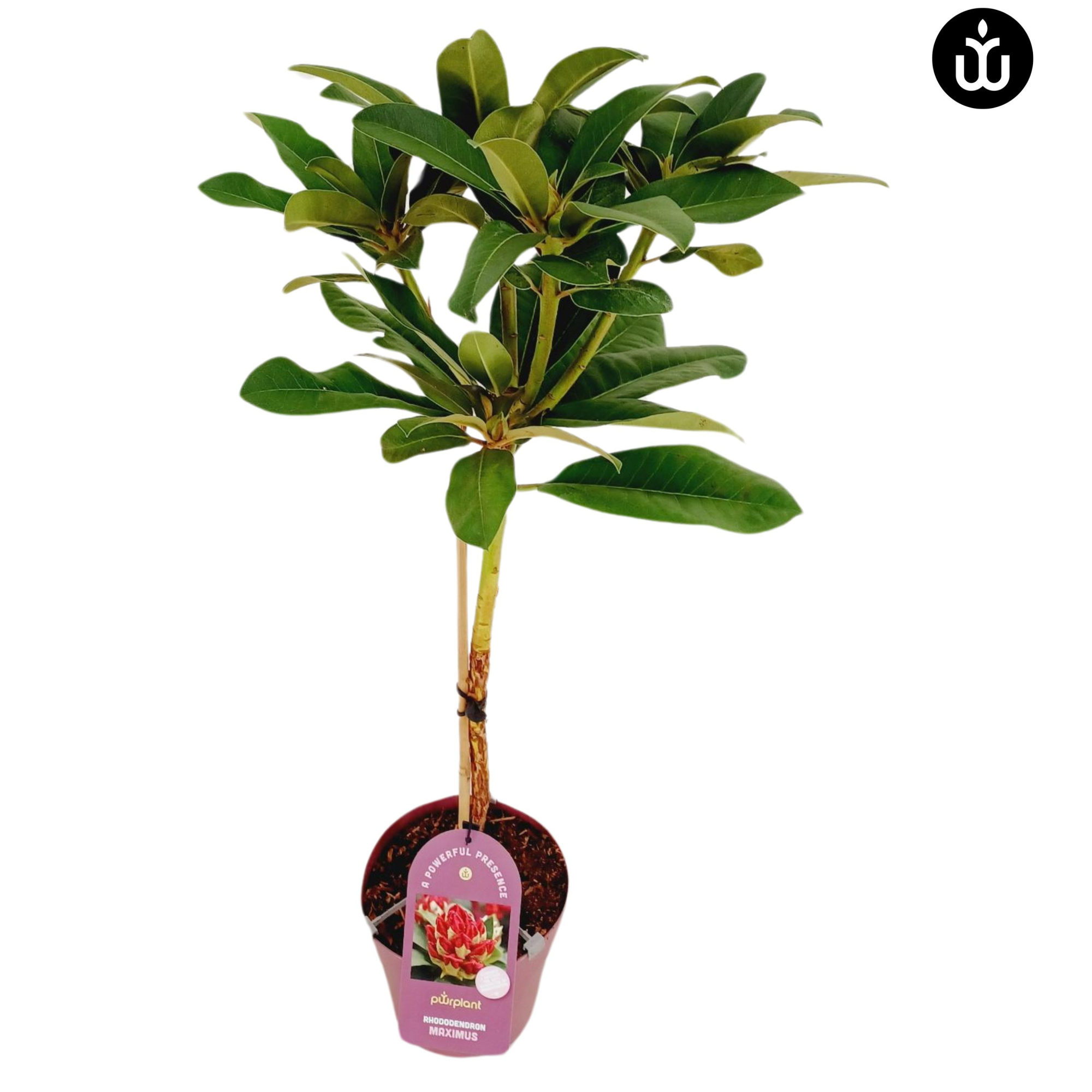 Rhododendron stam C3 'Maximus', D 19 cm