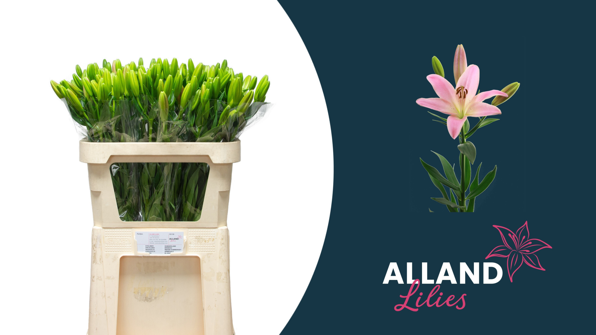 Лилия Скотланд 80, шт.