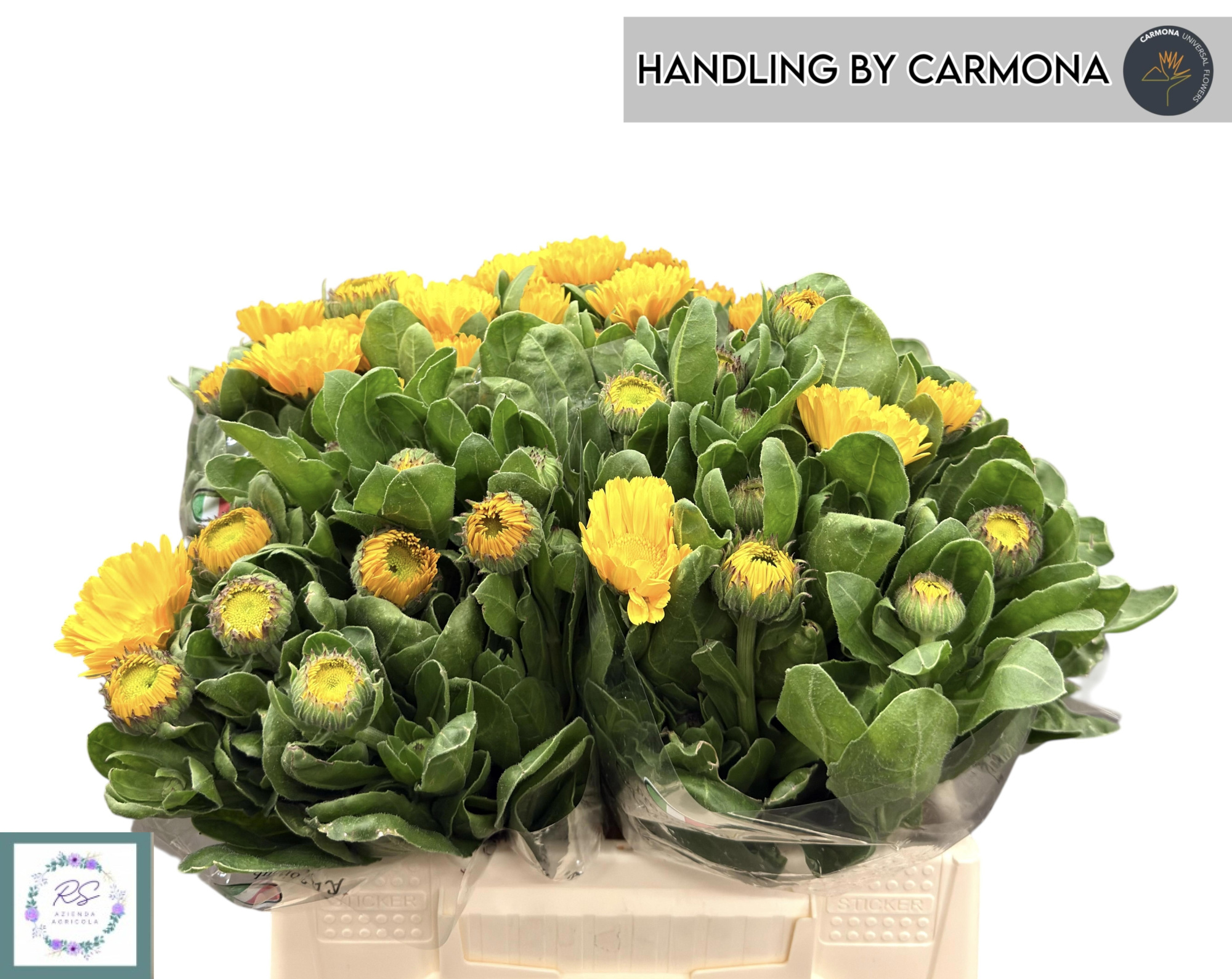 Календула Овериг 35, шт.