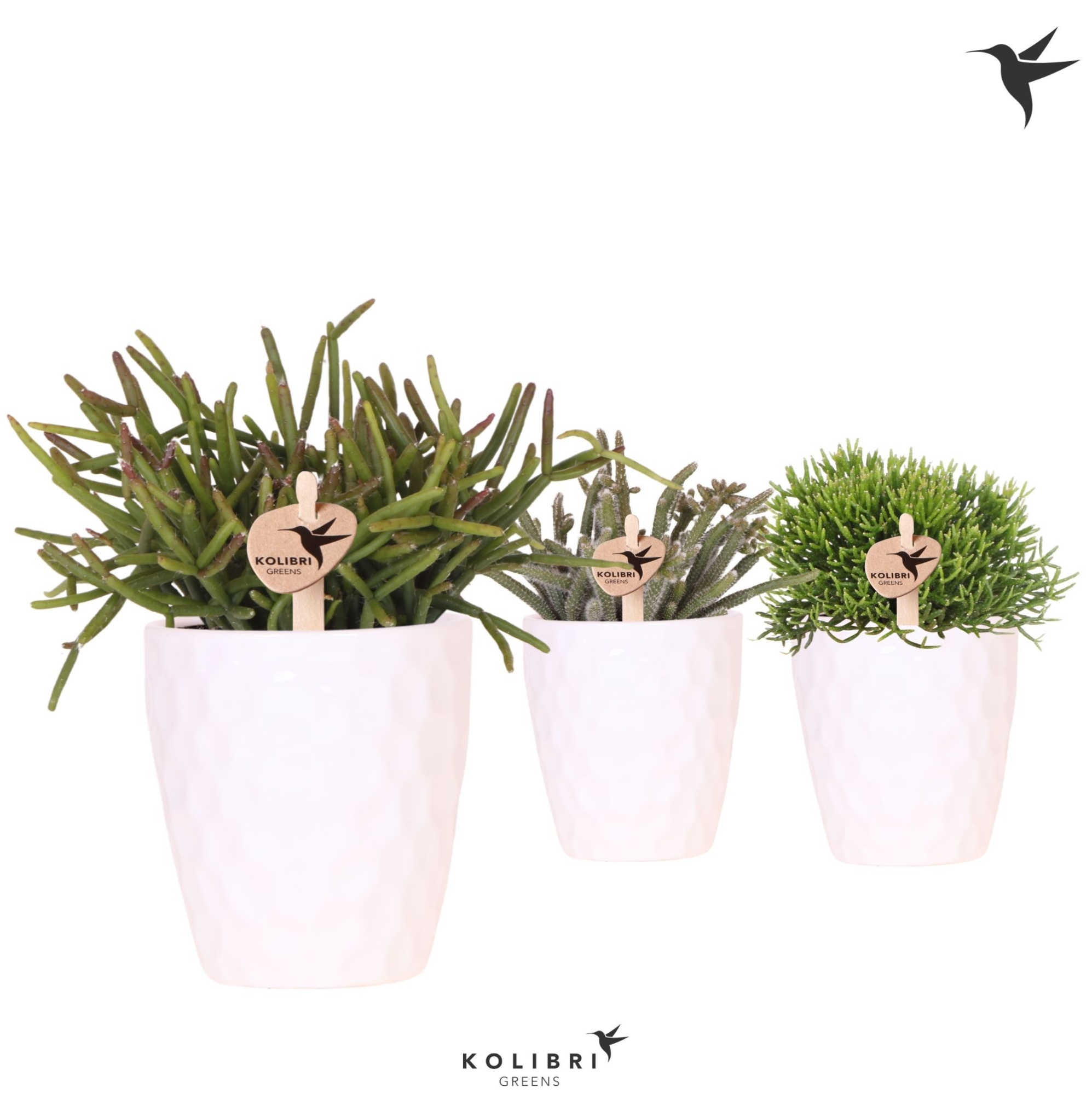 Kolibri Greens Rhipsalis mix in Honey pot, D 9 cm