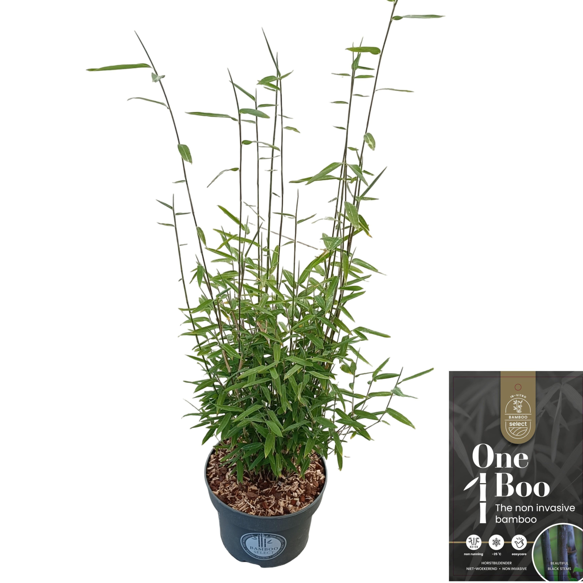 Fargesia nitida 'Black Dragon' C5, D 23 cm