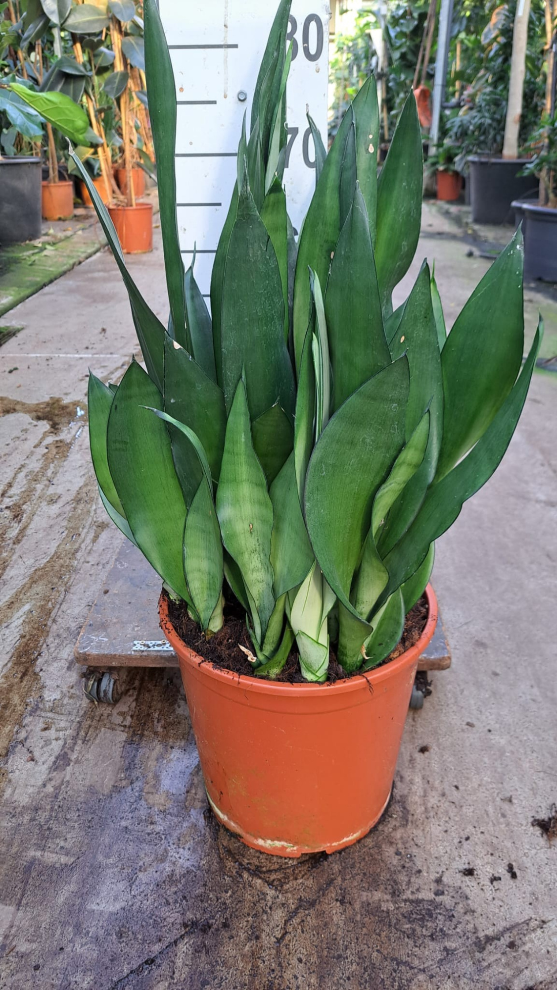 Sansevieria Moonshine 70, D 30