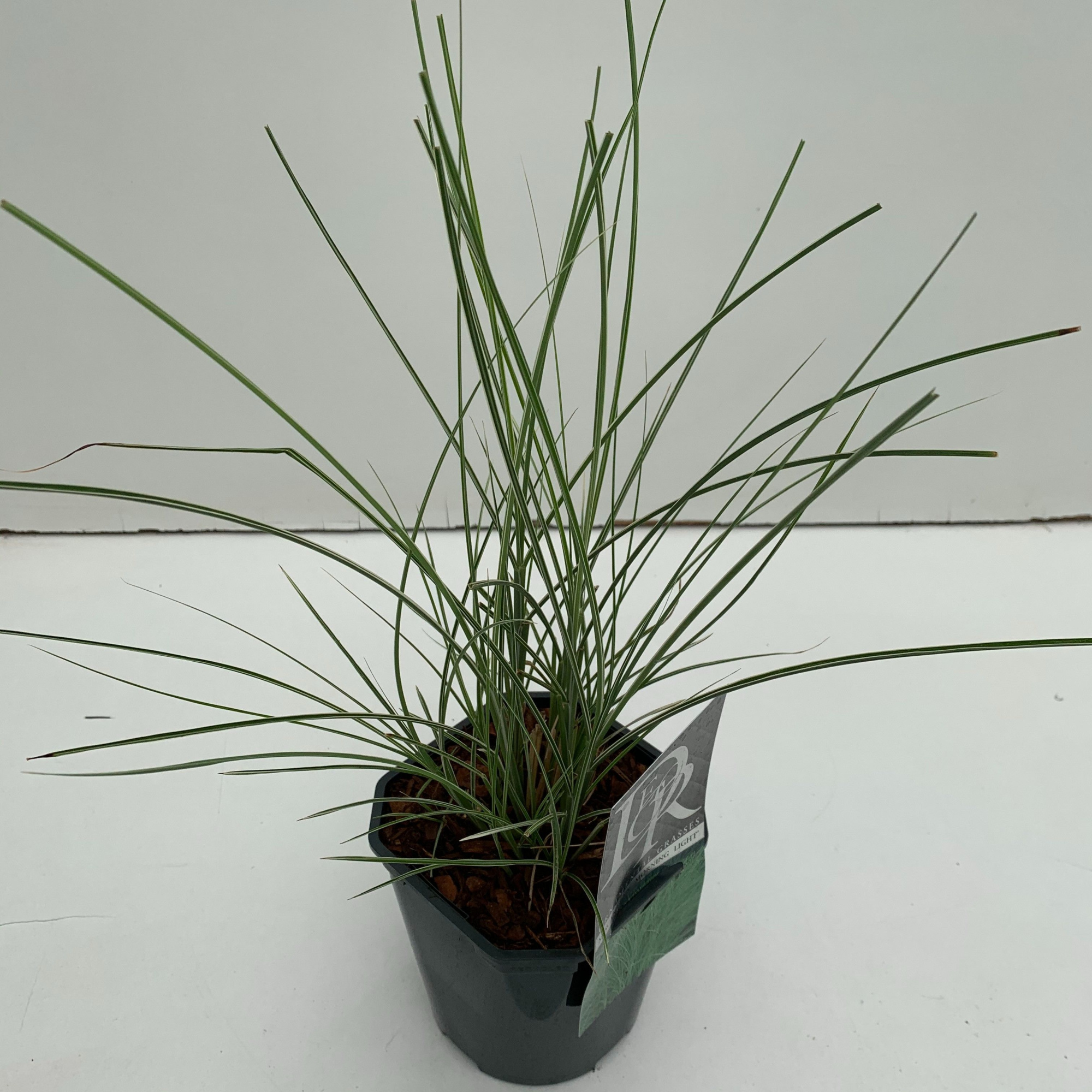 Miscanthus 'Morning Light', D 17 cm