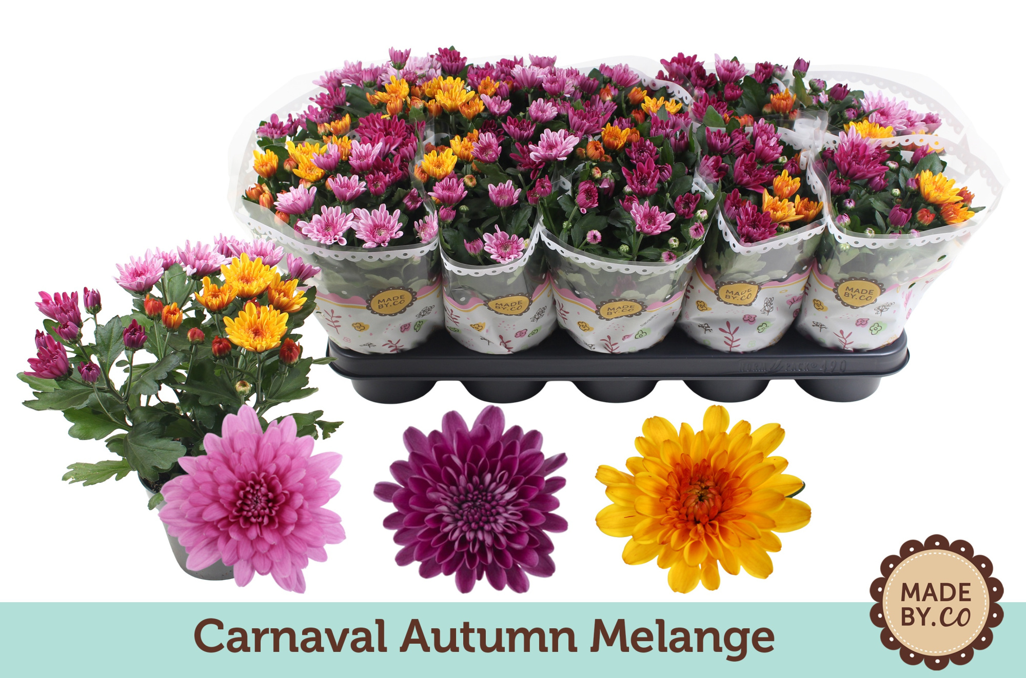 Chrysant Carnaval Autumn Melange, D 12