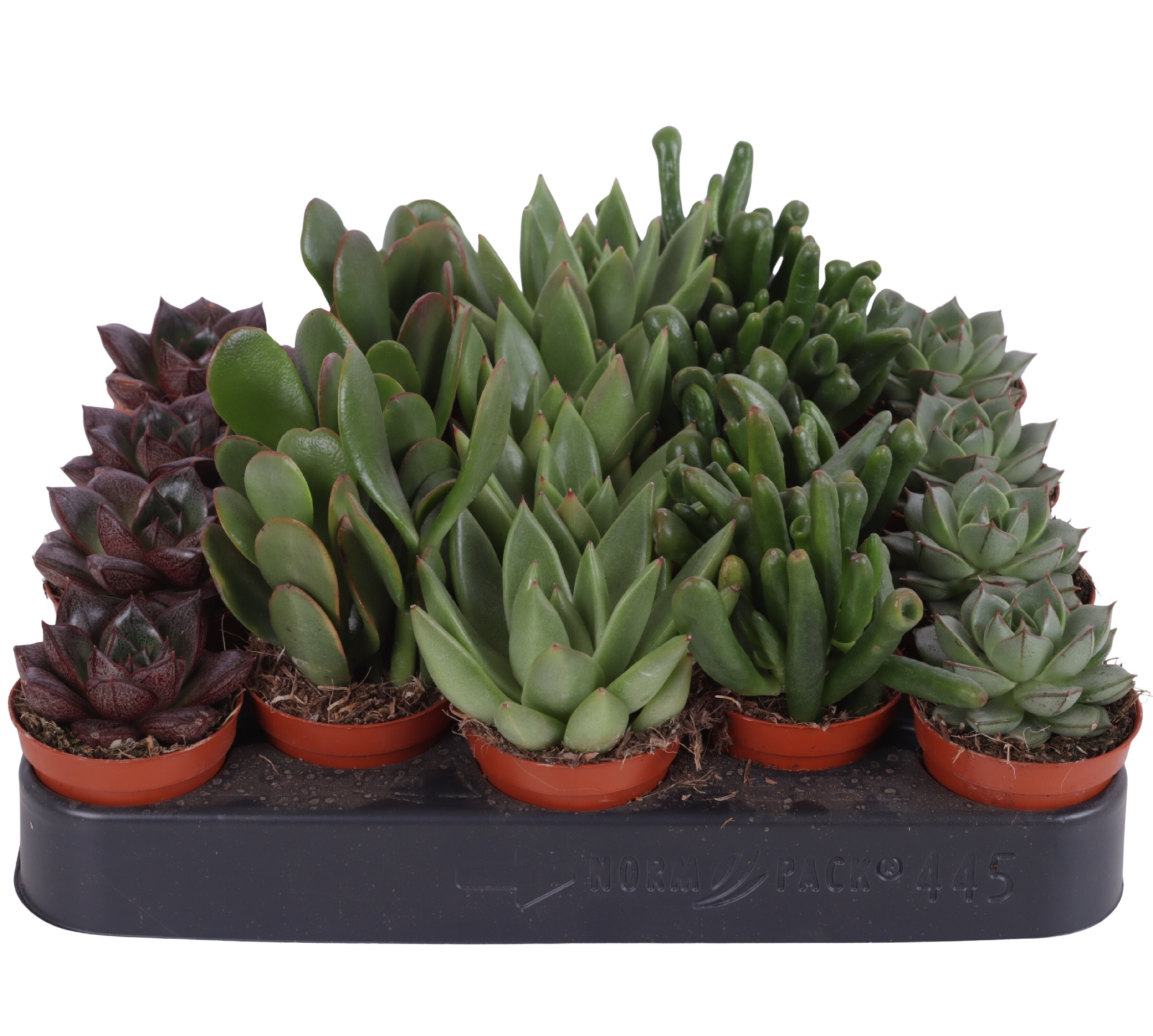 Succulenten mix 5,5 cm PD, D 5,5