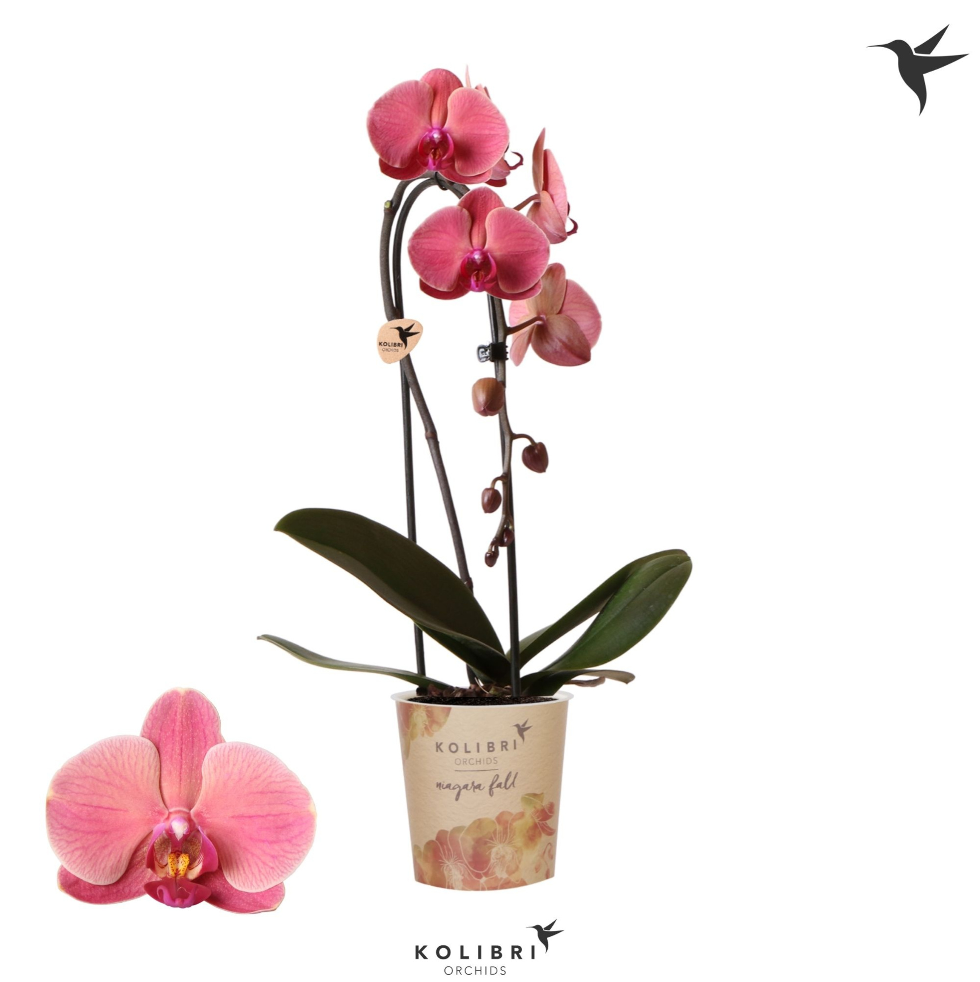 Kolibri Orchids Cascade Niagara Fall orange 1 spike, D 12