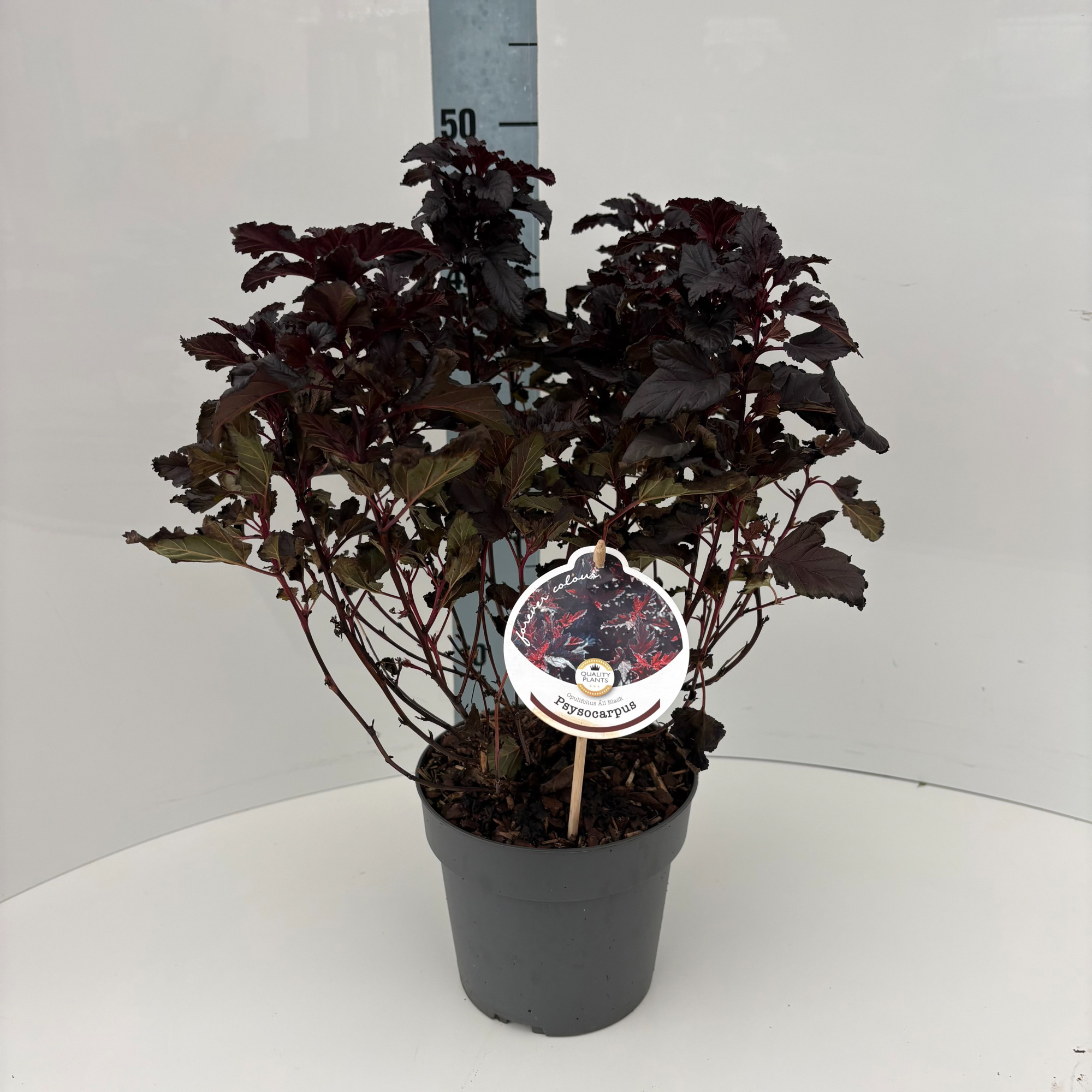 Physocarpus opulifolius 'All Black', D 17 cm