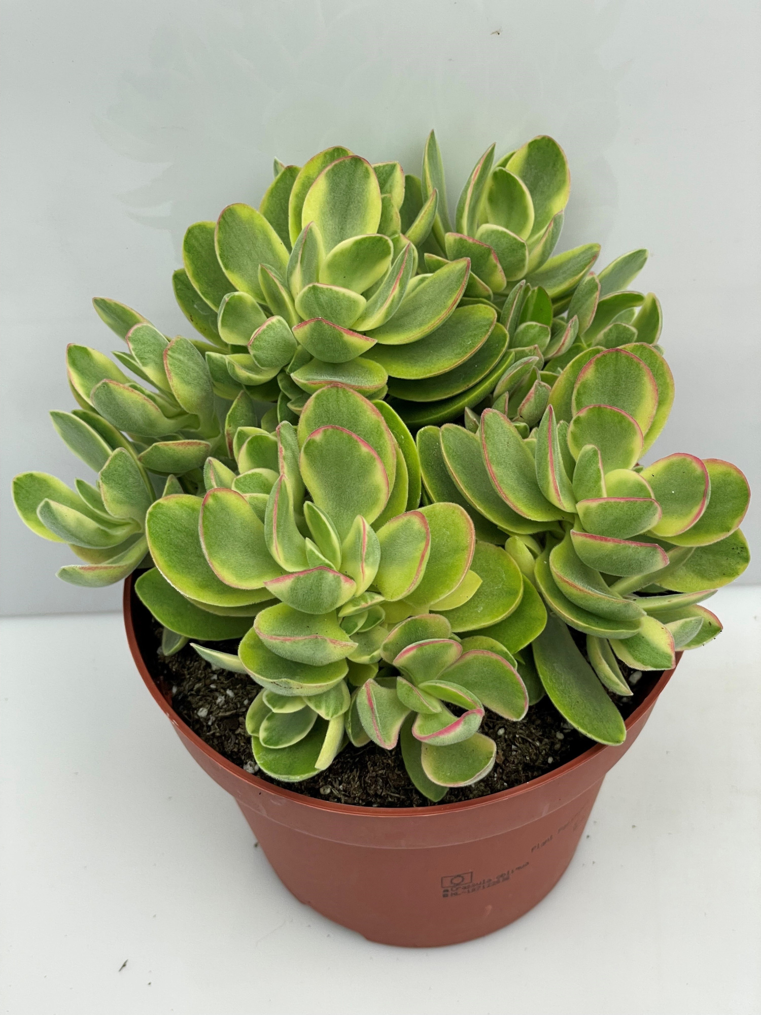 38 Crassula Obliqua 12 cm, D 12
