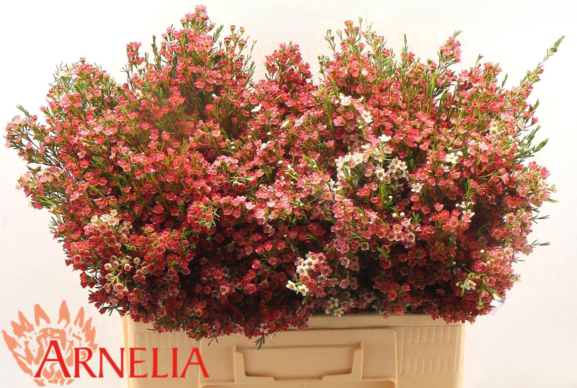 Шамелациум Май Свит Сикстин 55, шт.