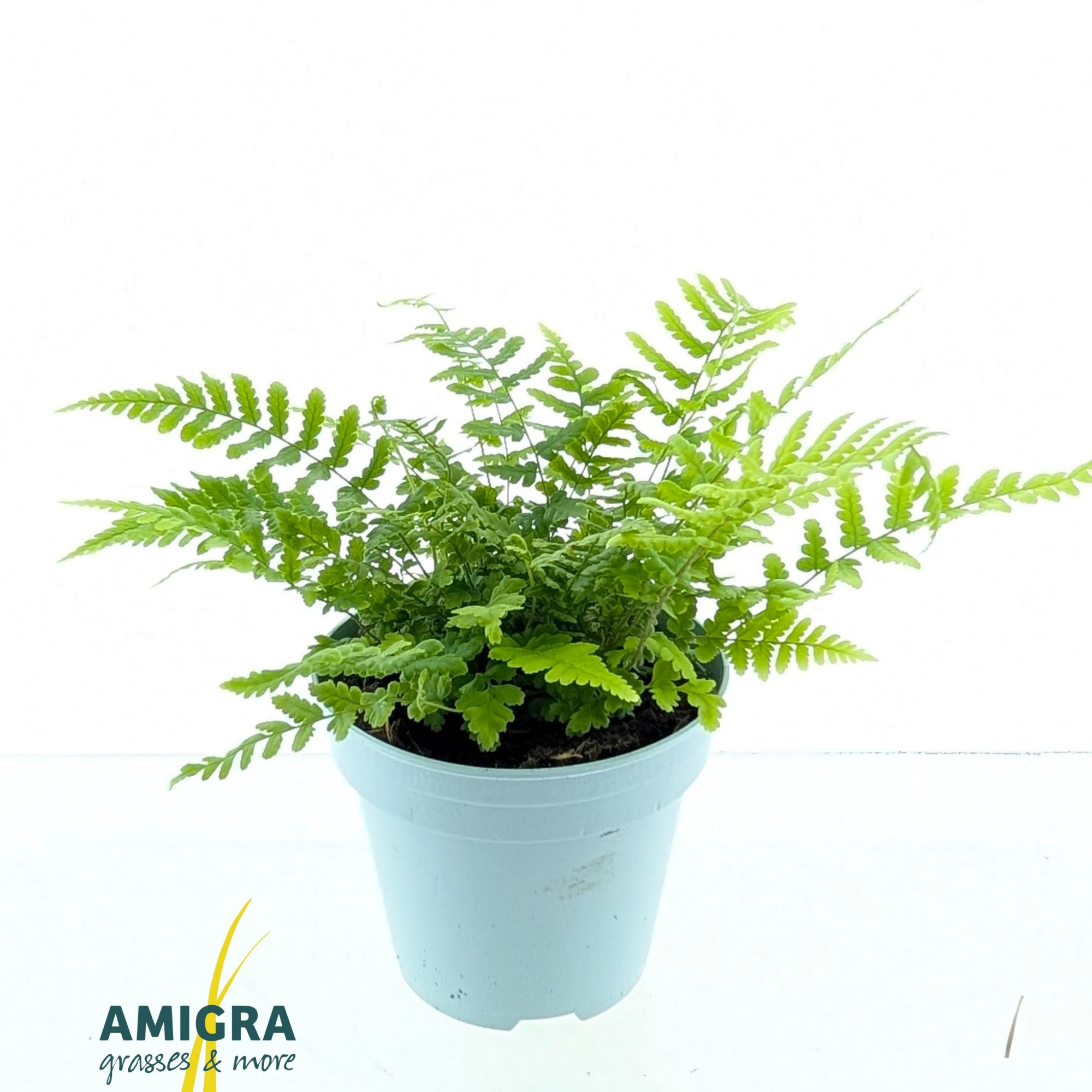 Dryopteris affinis, D 10,5 cm