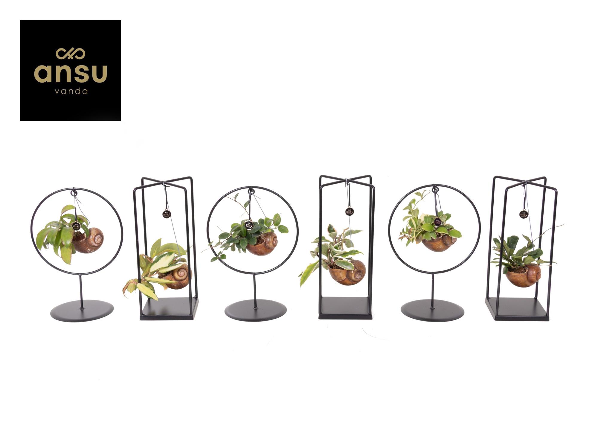 Hoya Shelly Cube/Ring mix (Medium), D 14