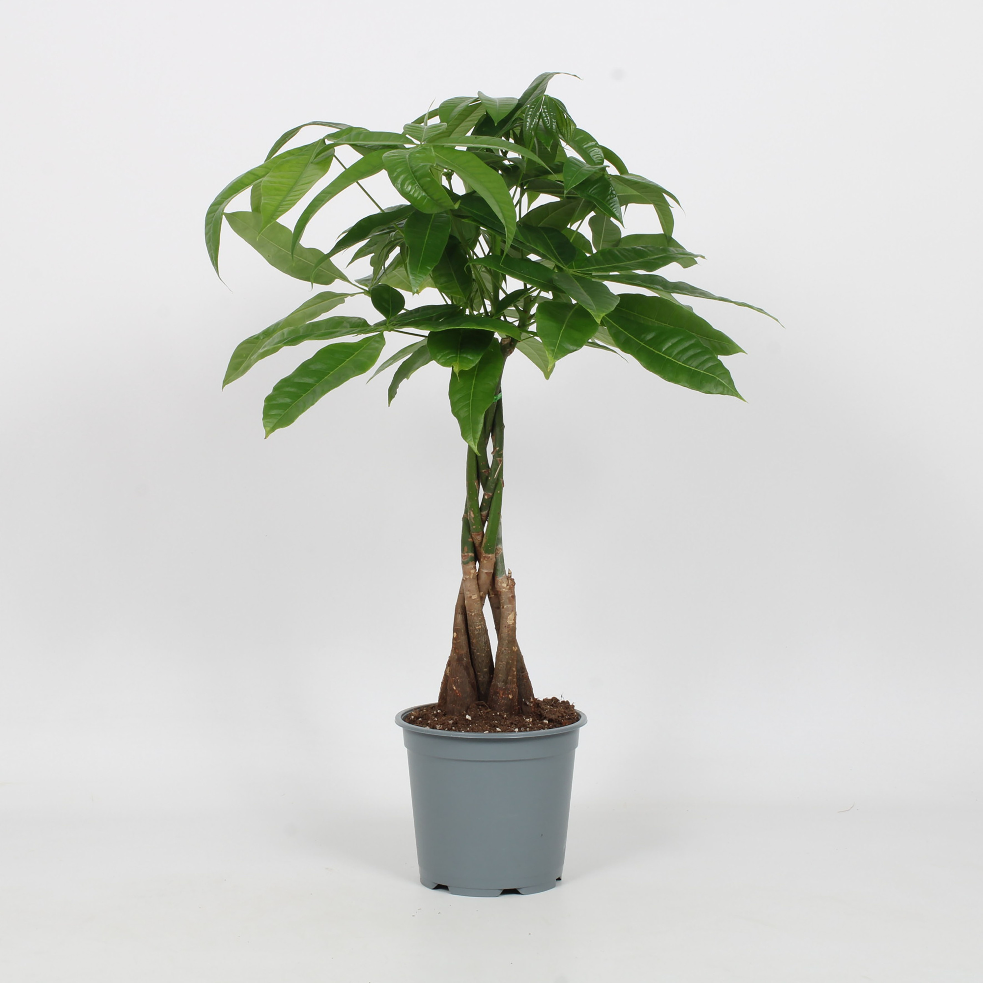 Pachira Aquatica 19cm - gevlochten 5 stam, D 19 cm