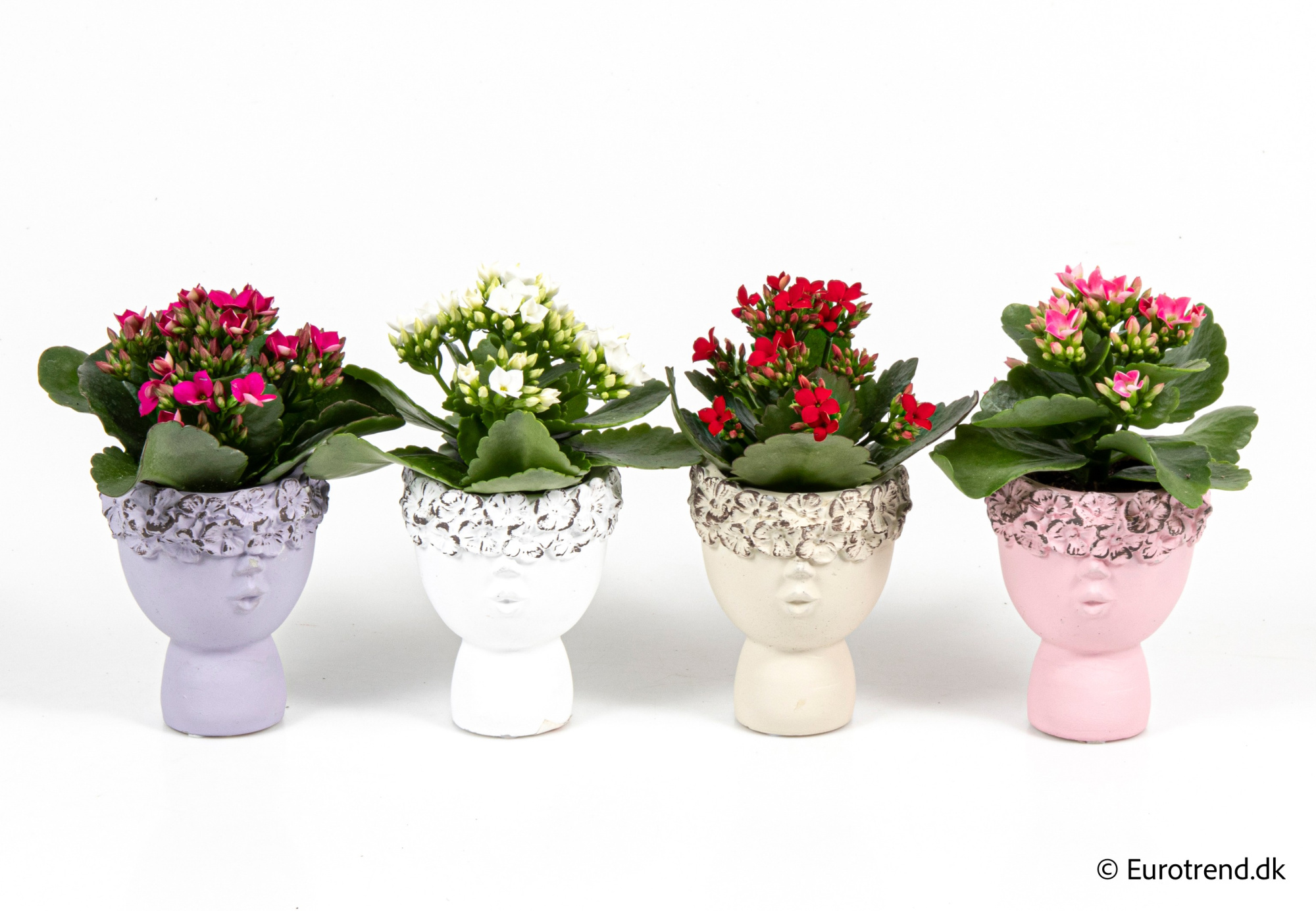Kalanchoe in Valentine ceramic 2026, D 6