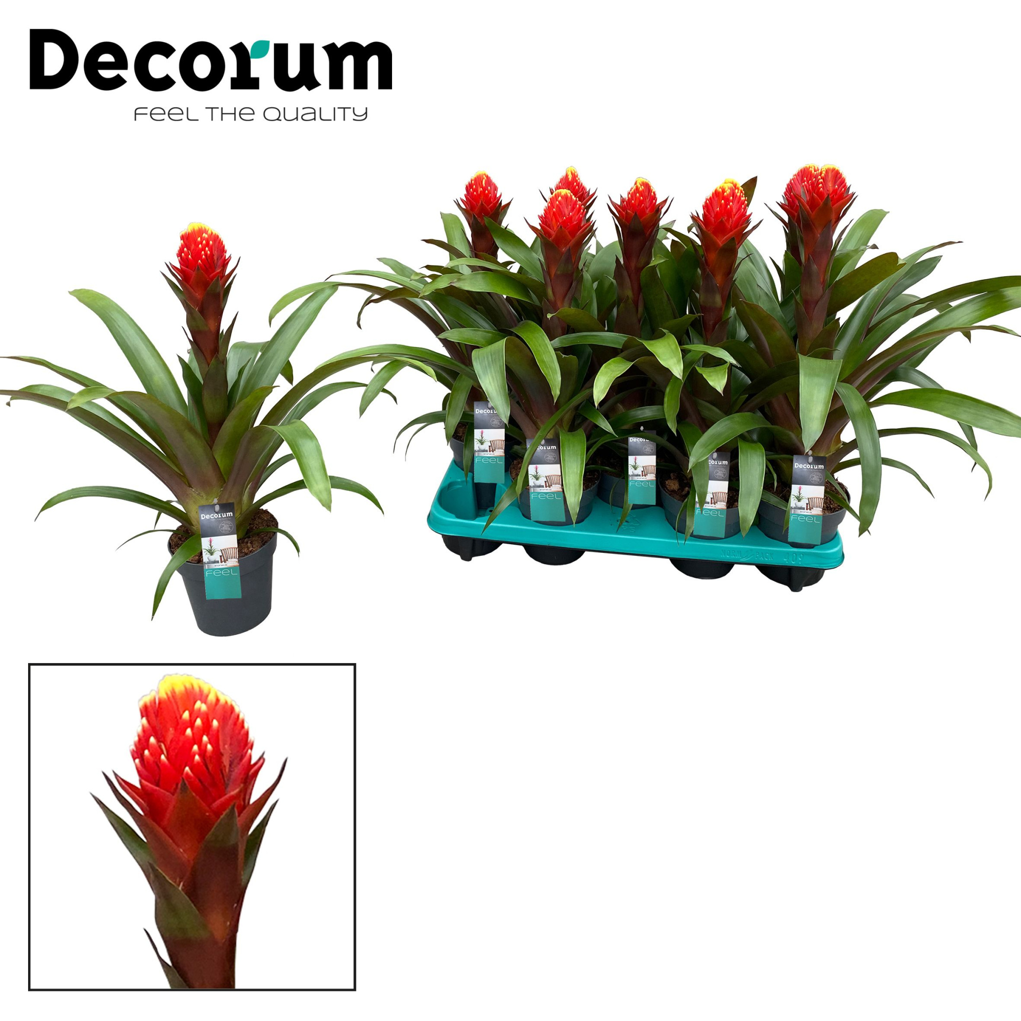Guzmania Punta (Decorum), D 13 cm
