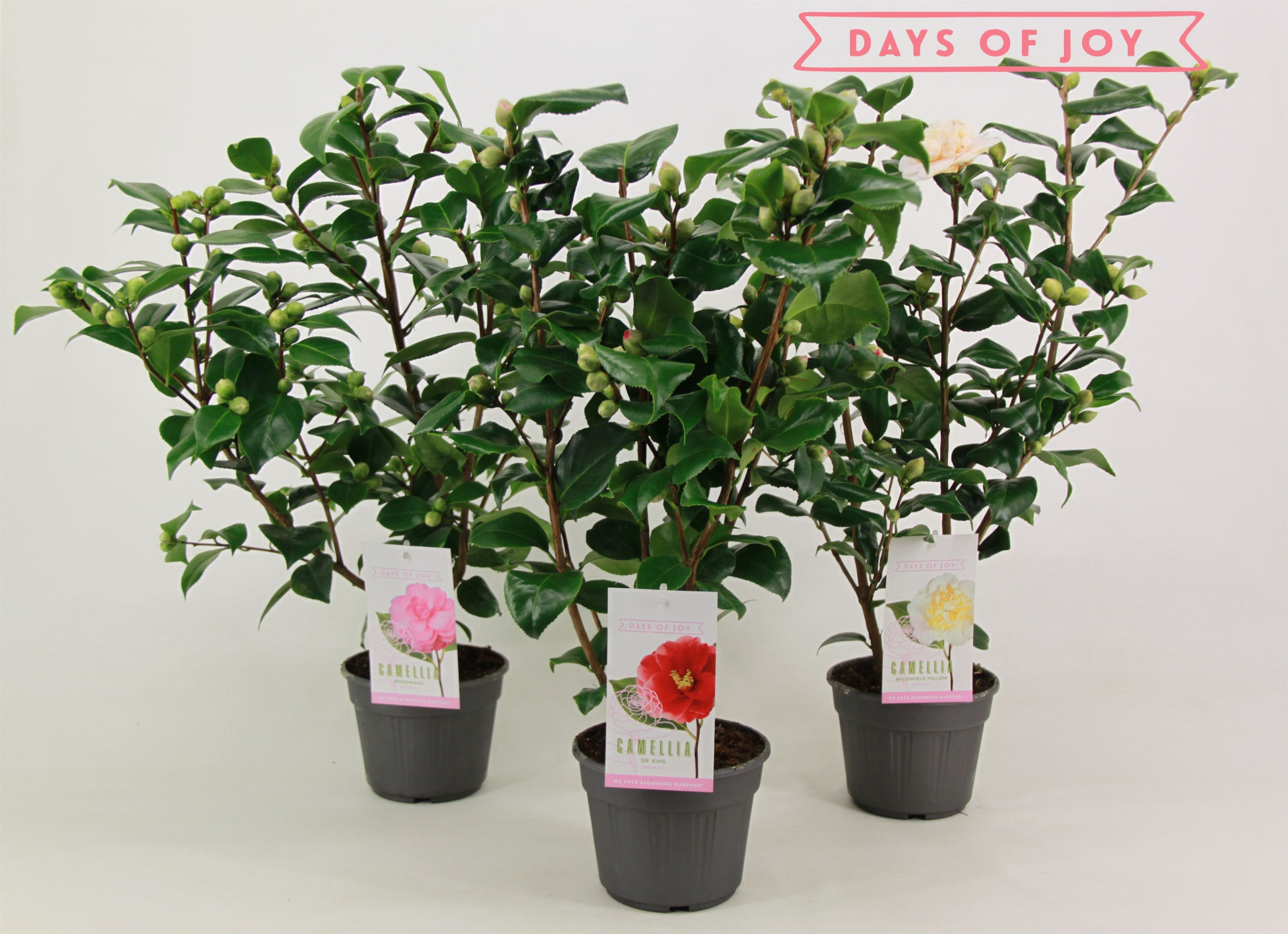 Camellia japonica mix 15 cm, D 15 cm