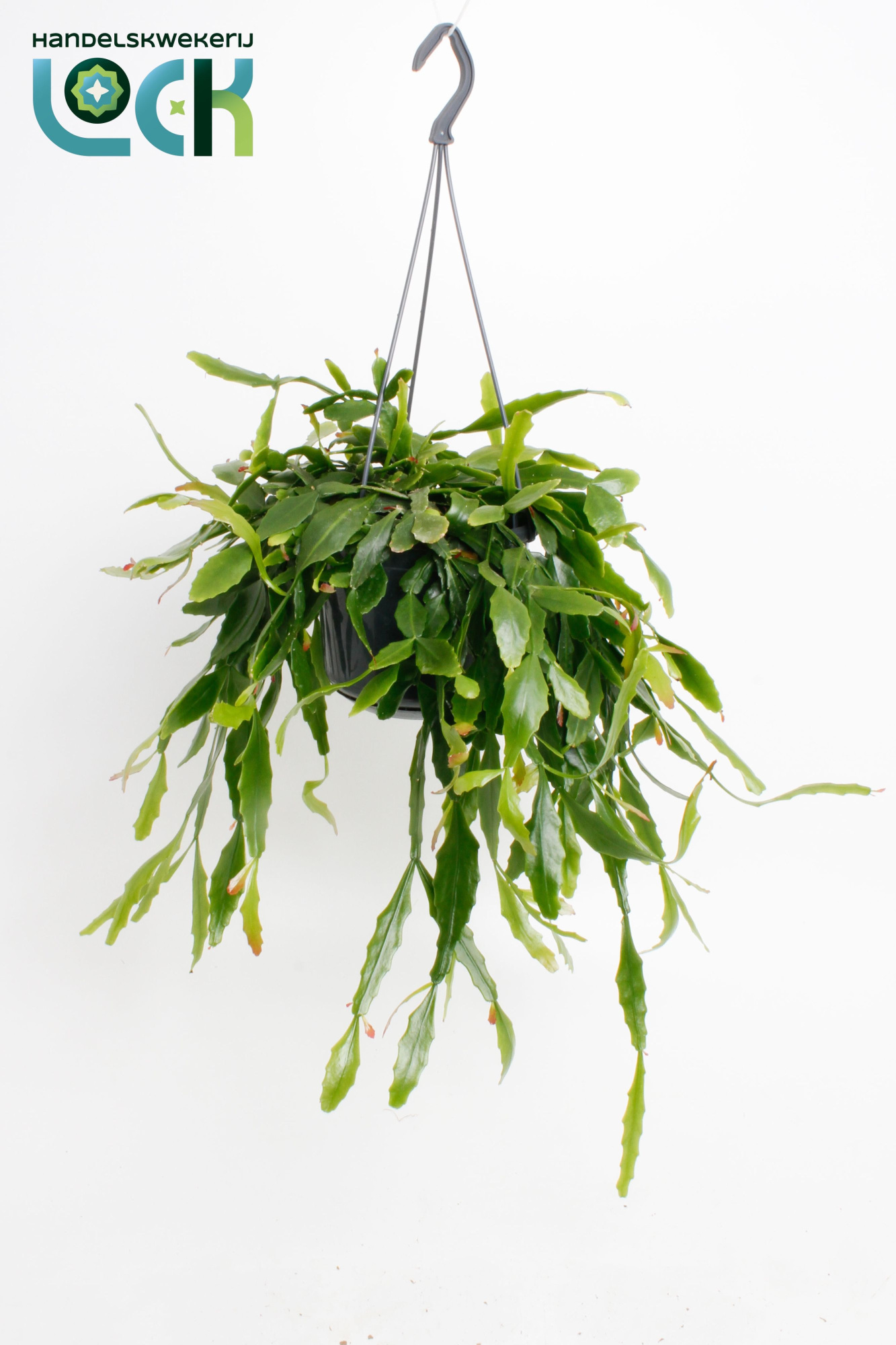 Rhipsalis Crispata, D 15 cm