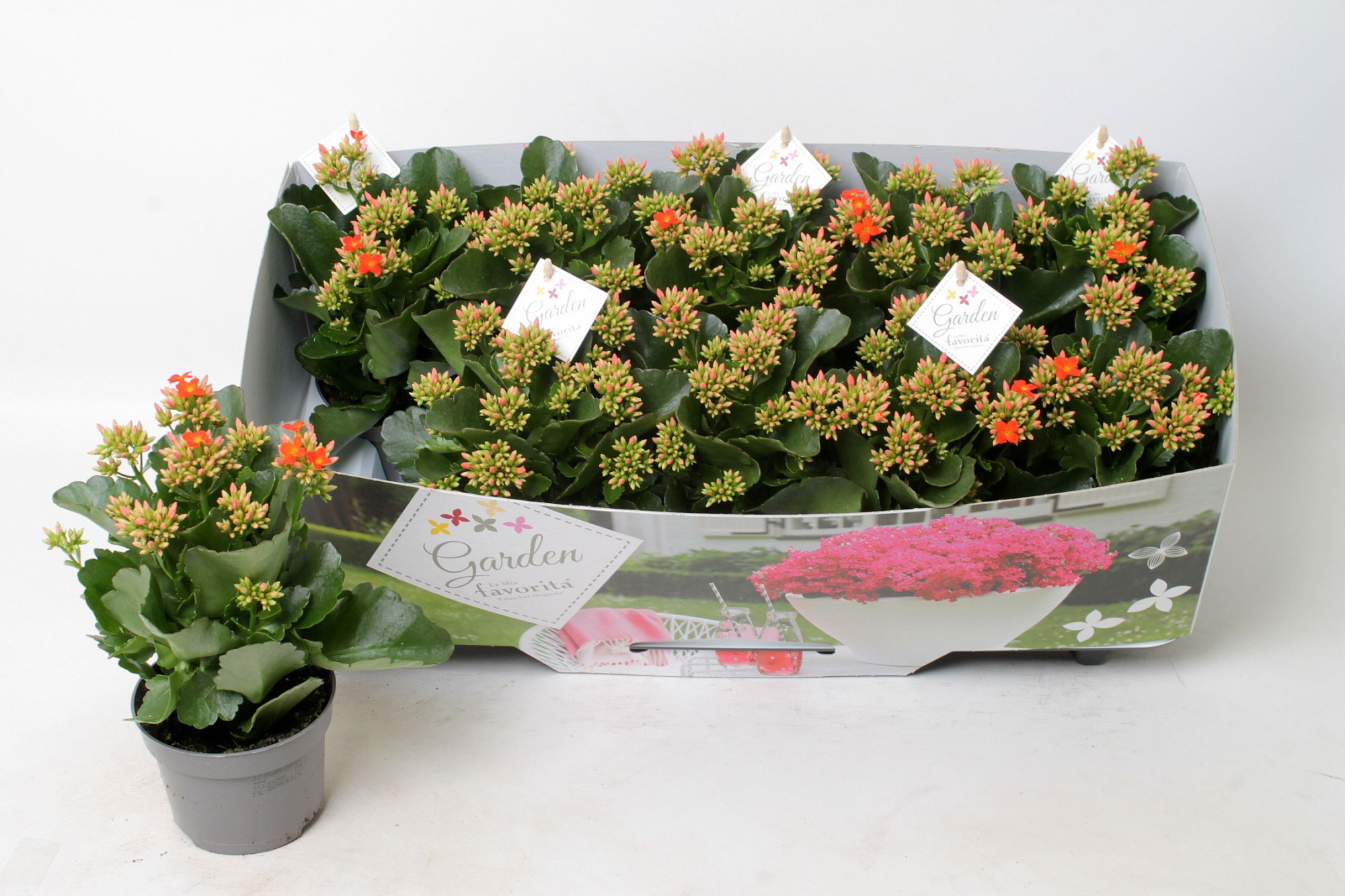 Kalanchoe garden favorita orange, D 10,5 cm