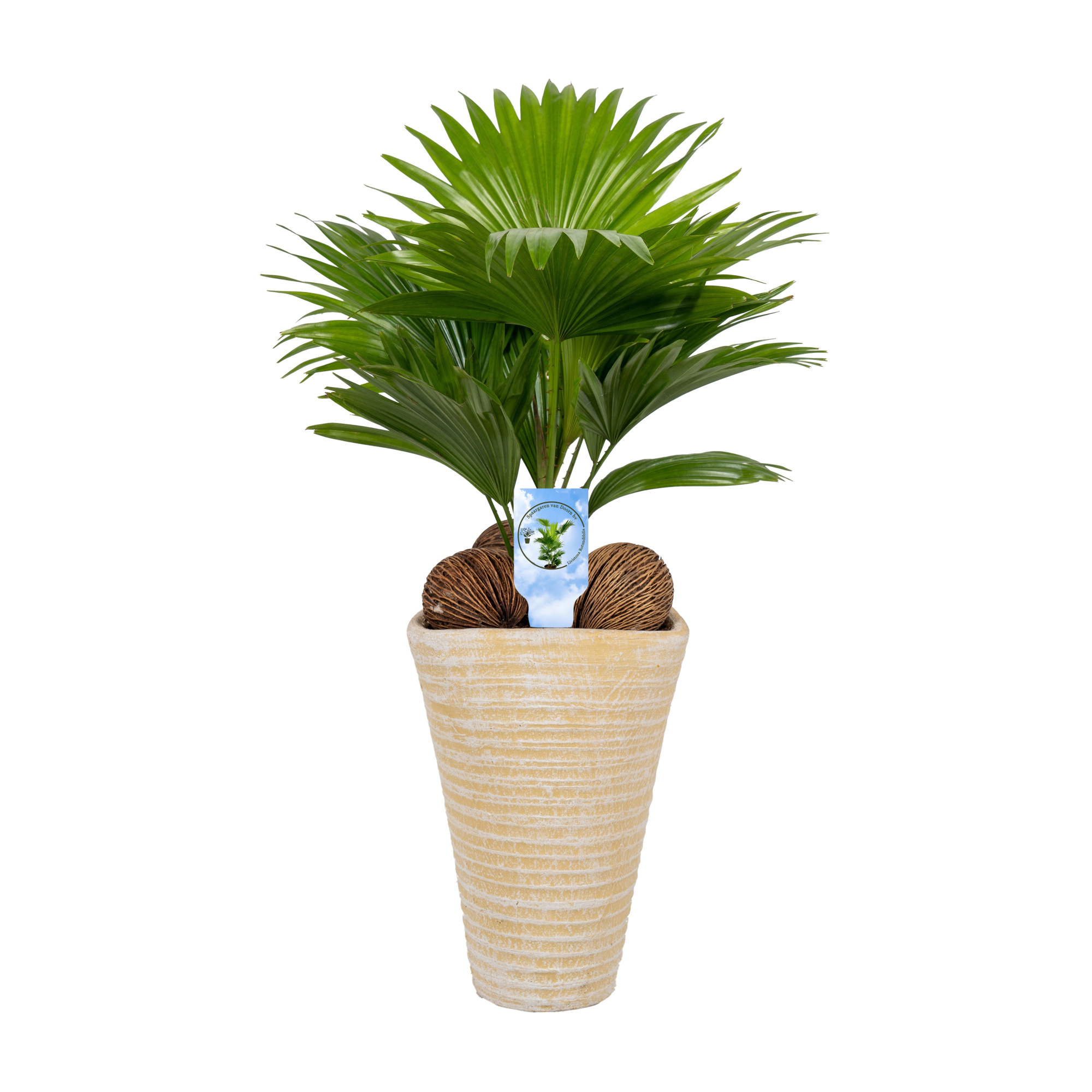 Livistona rotundifolia11 s Asp Lucht Zuiverend creme, D 16