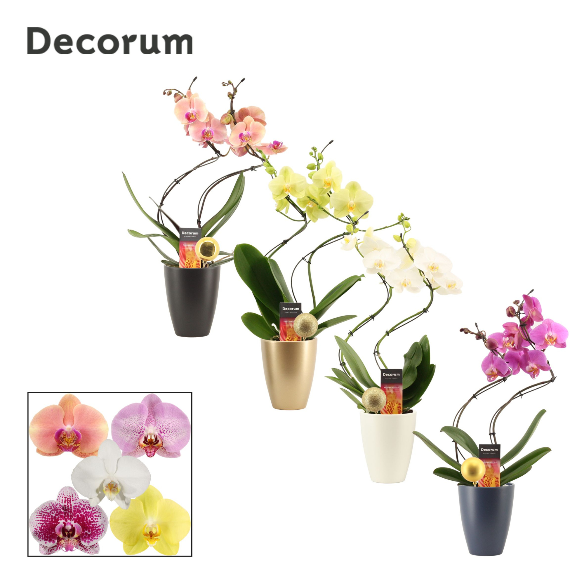 Phalaenopsis hurricane mix in Carly met kerstbal (Neo Architect), D 12 cm