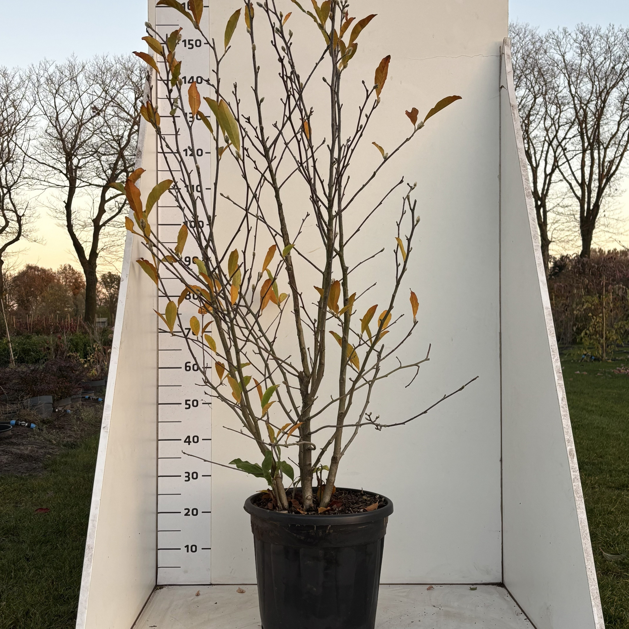 MagnoliastellataRoyal Star, D 34