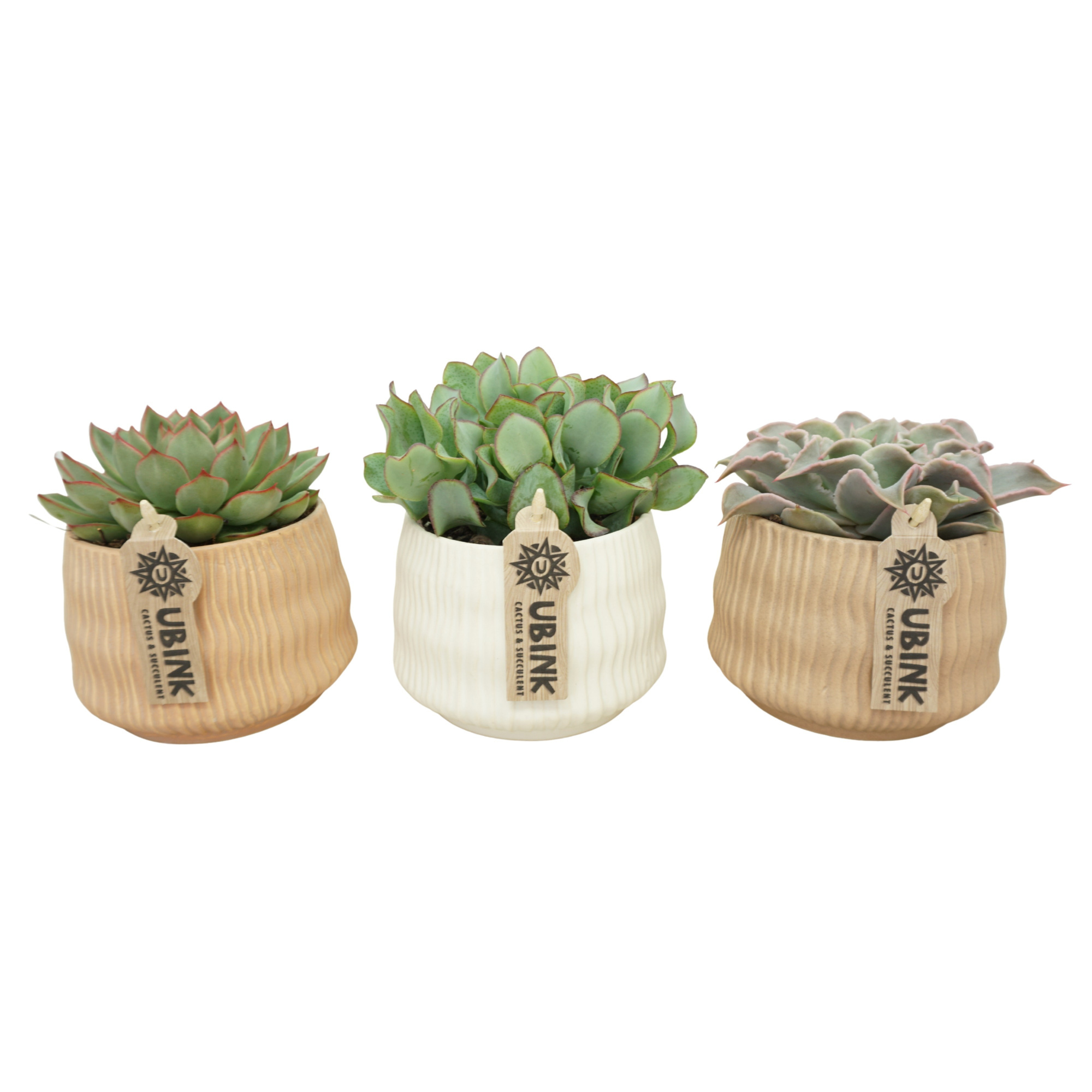 Succulent mix in 13 cm 'Es Vedra' keramiek, D 10,5