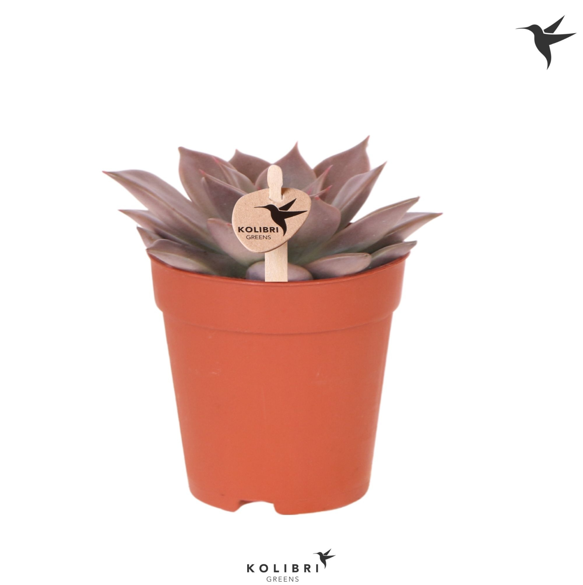 Kolibri Greens Succulenten Echeveria Seginus, D 9