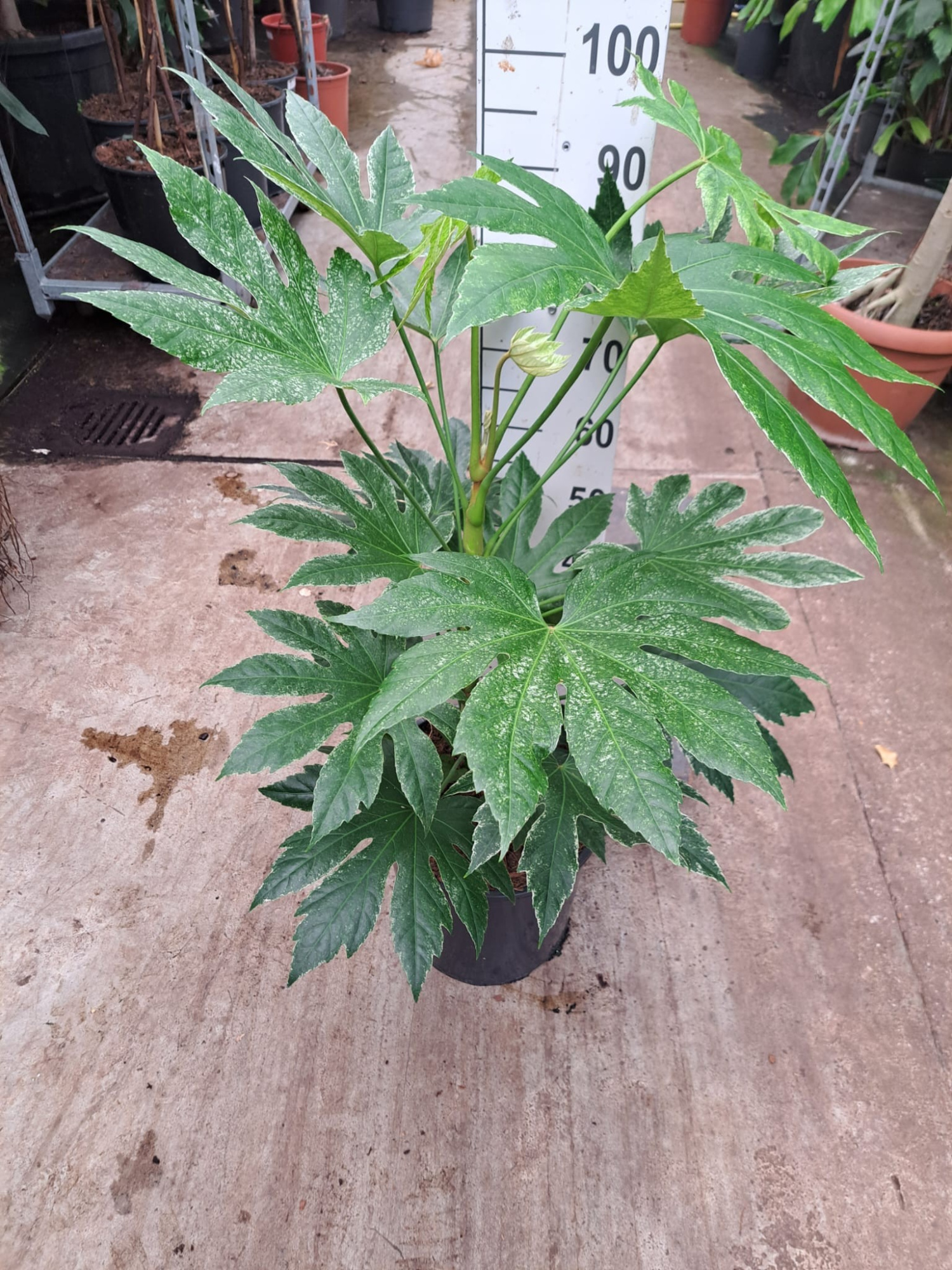 Fatsia Japonica Spider Web, D 30 cm