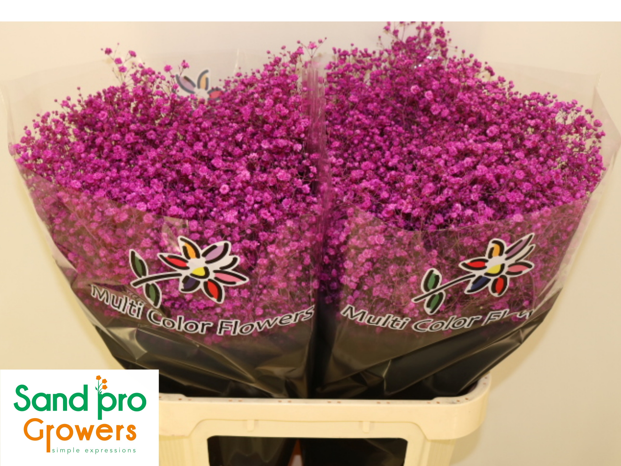 Гипсофила Овериг Крашеная (краш. ) 80, шт.