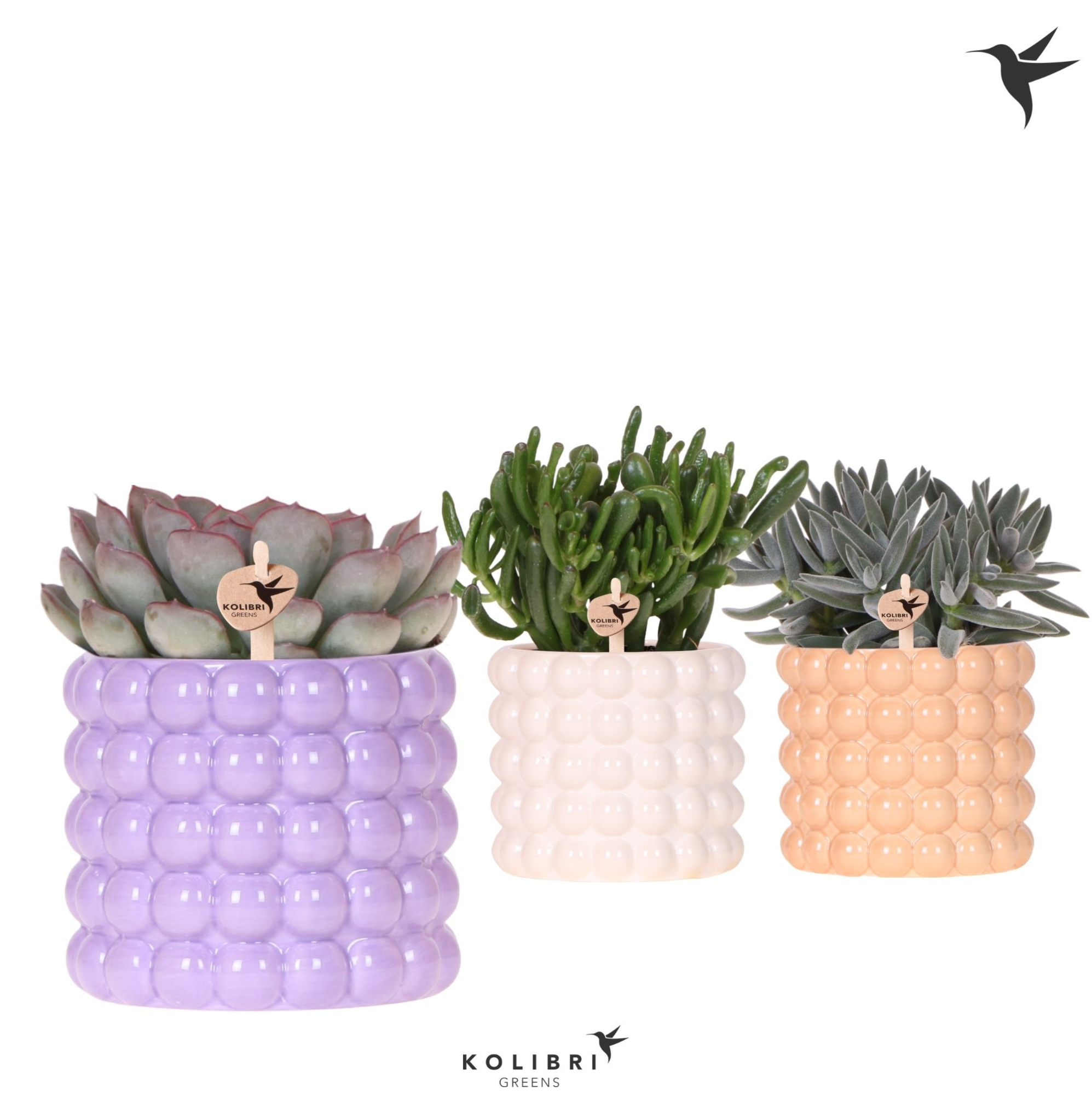 Kolibri Greens Succulenten mix in Poppy pot mix, D 12 cm