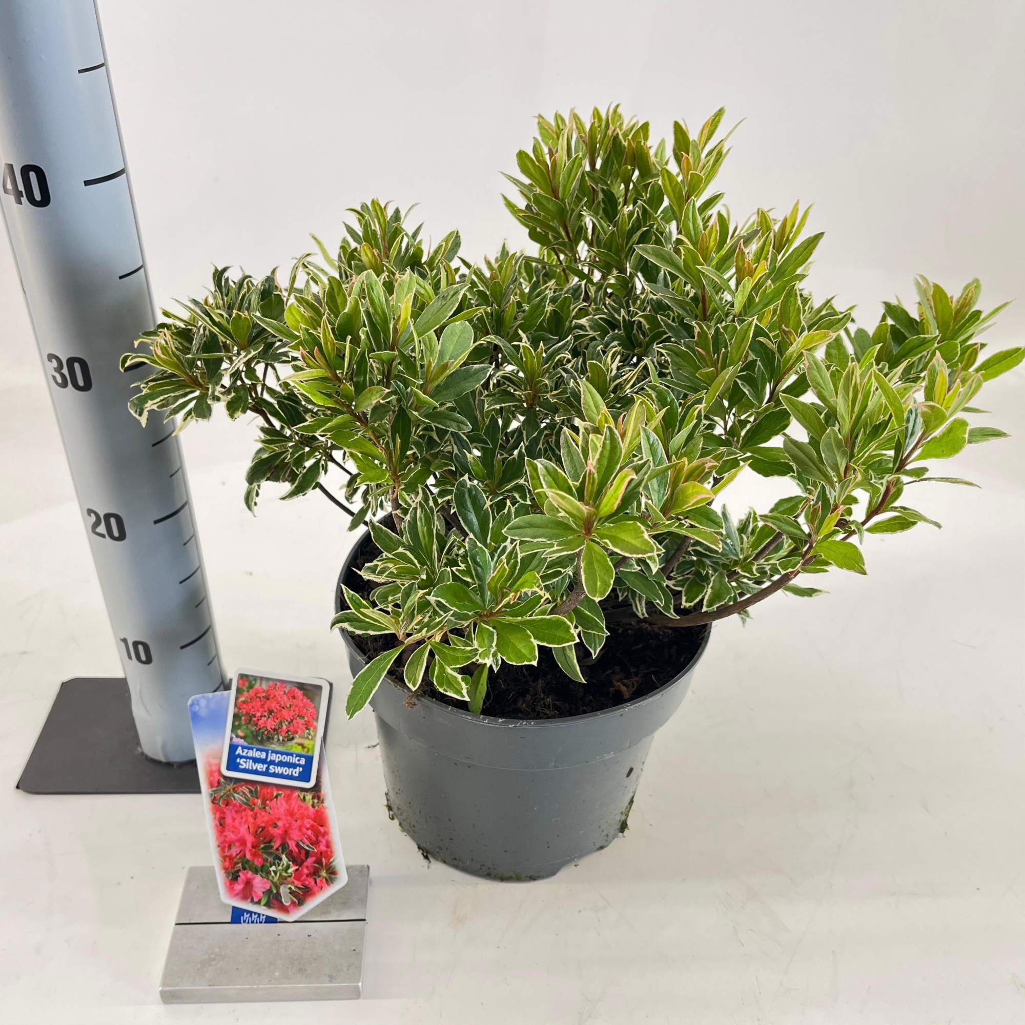 Rhododendron (AJ) 'Silver Sword', D 23 cm