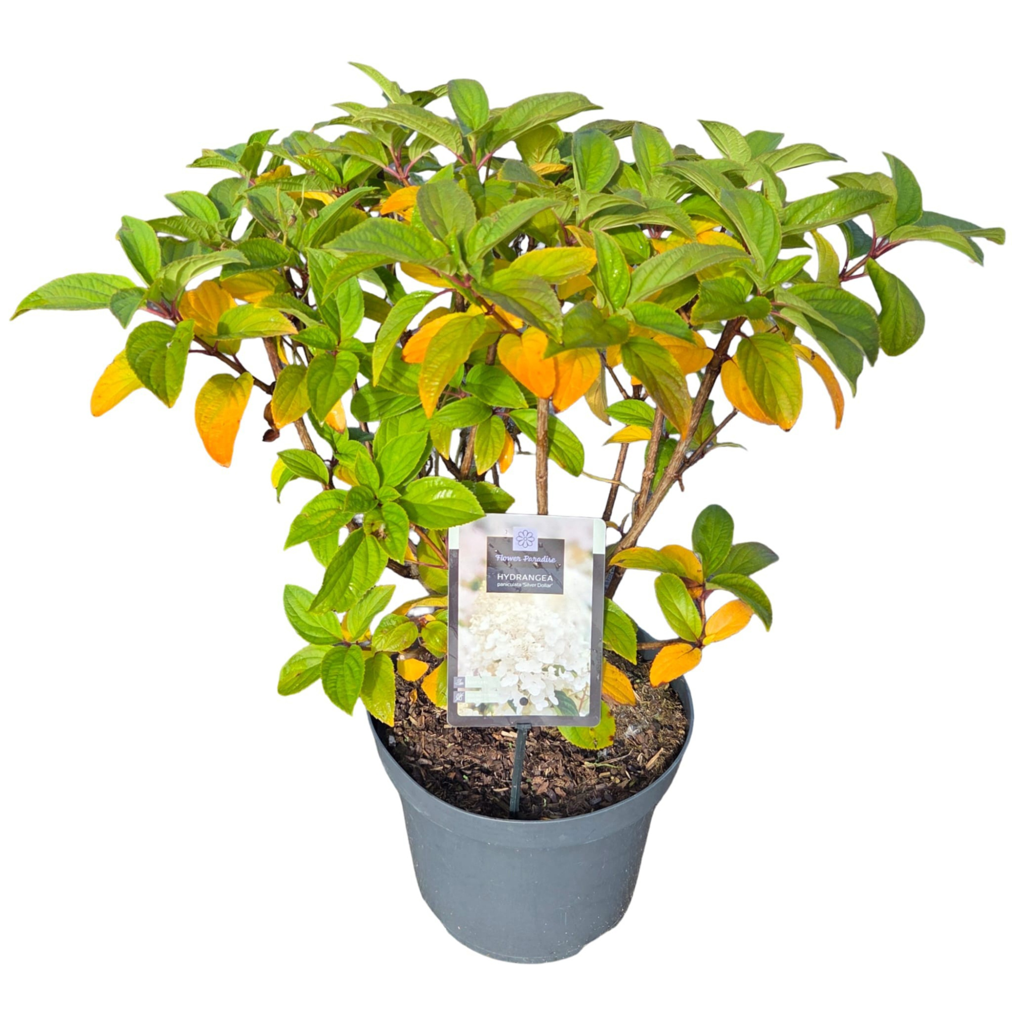 Hydrangea pan. 'Silver Dollar', D 26 cm