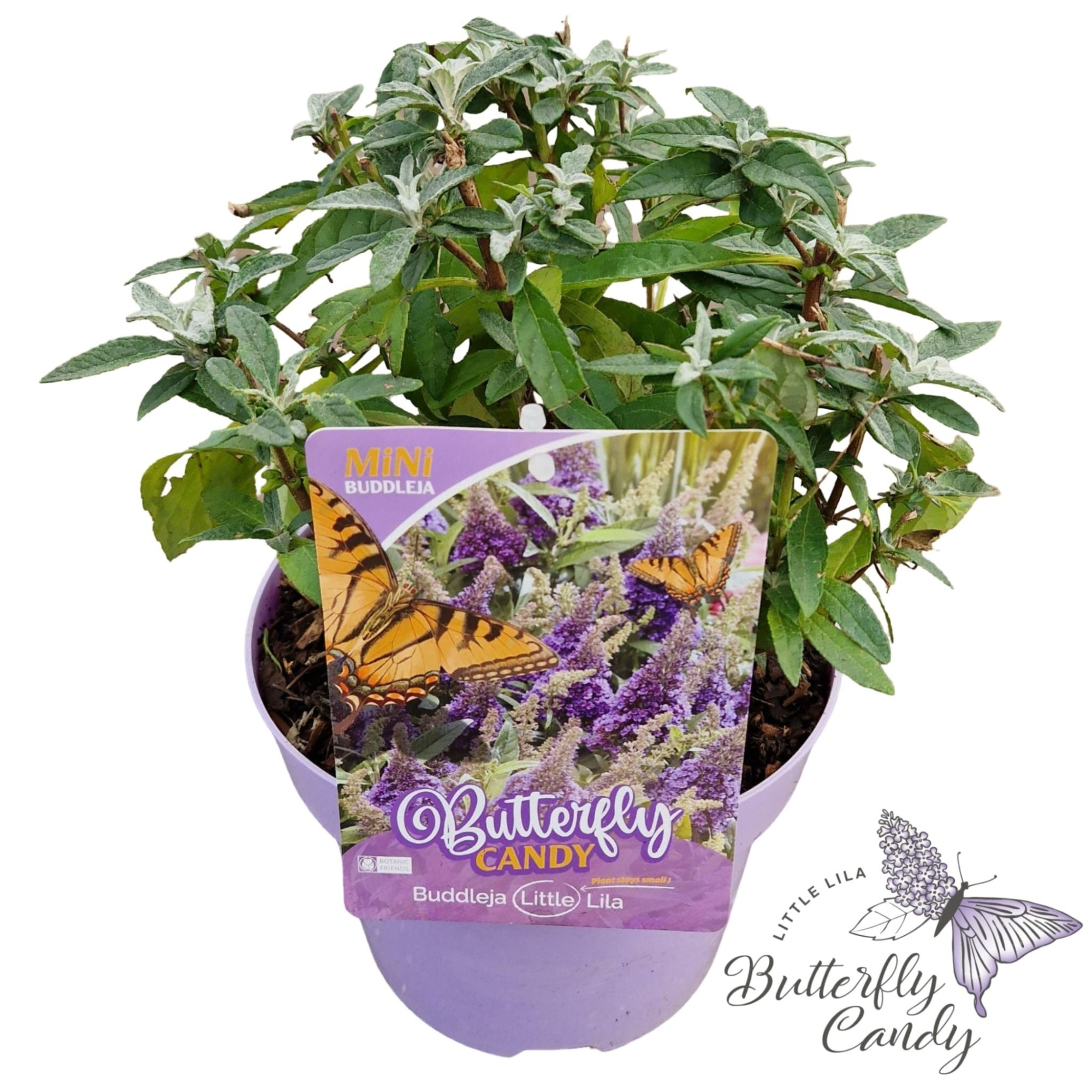 Buddleja d. 'Little Butterfly Candy Lila' ®, D 19