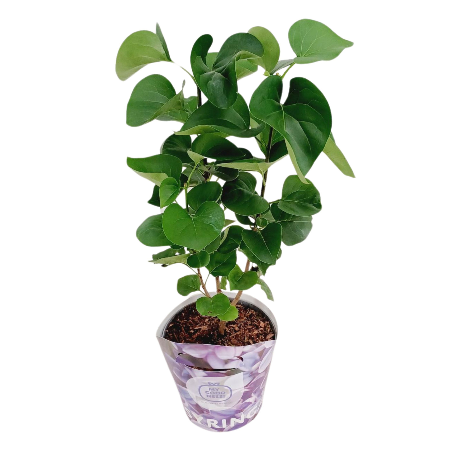 Syringa Vulgaris c2 potcover Lila, D 17 cm